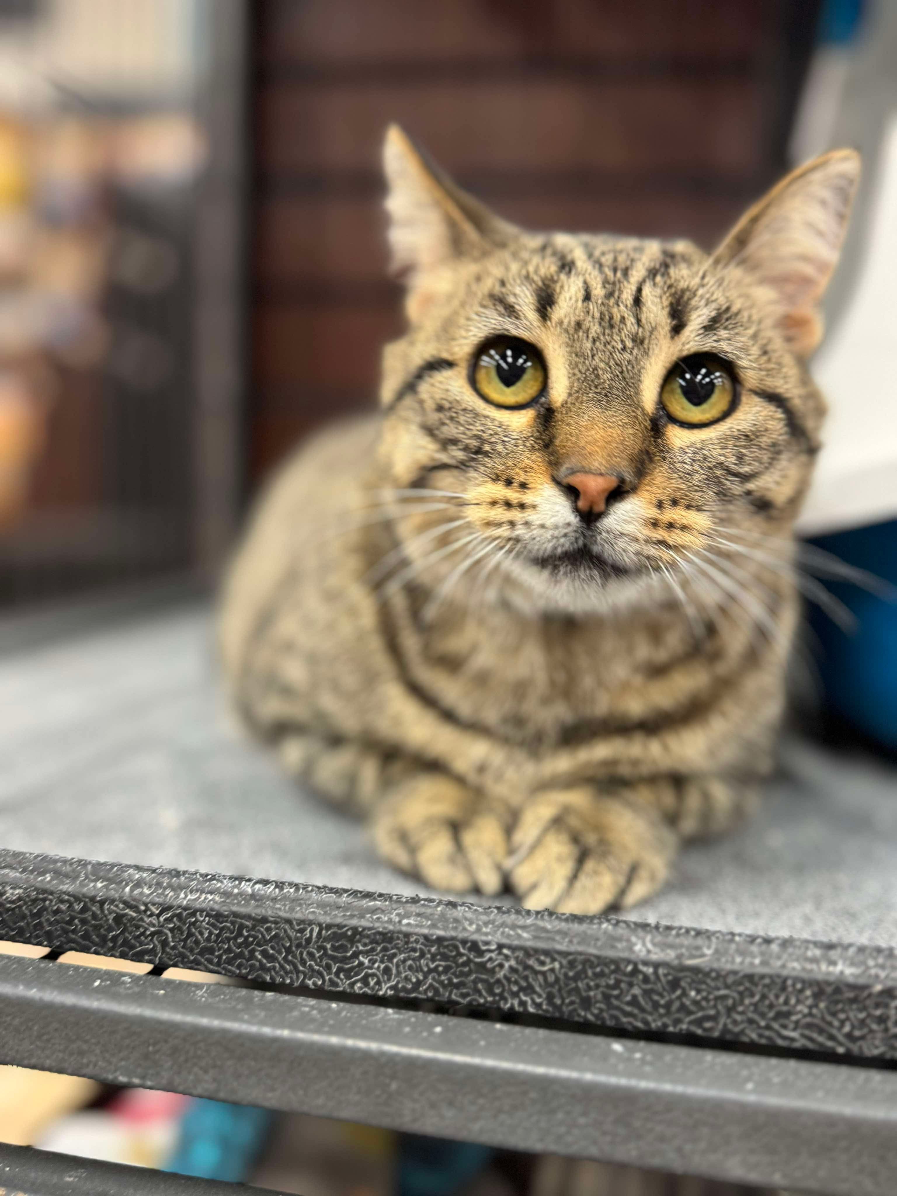 Riley, an adoptable Domestic Short Hair in Steinbach, MB, R5G 2B2 | Photo Image 3