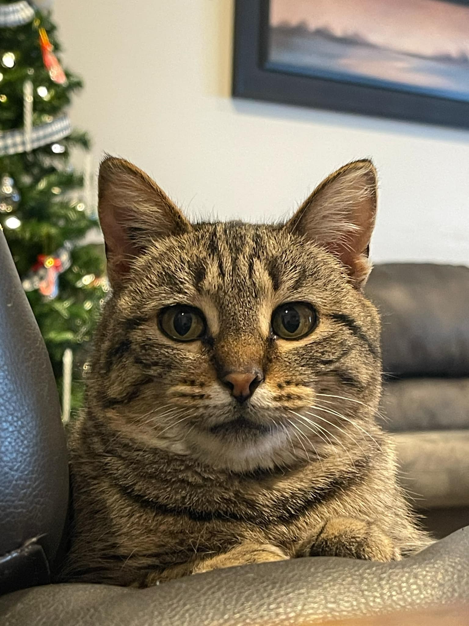 Riley, an adoptable Domestic Short Hair in Steinbach, MB, R5G 2B2 | Photo Image 4