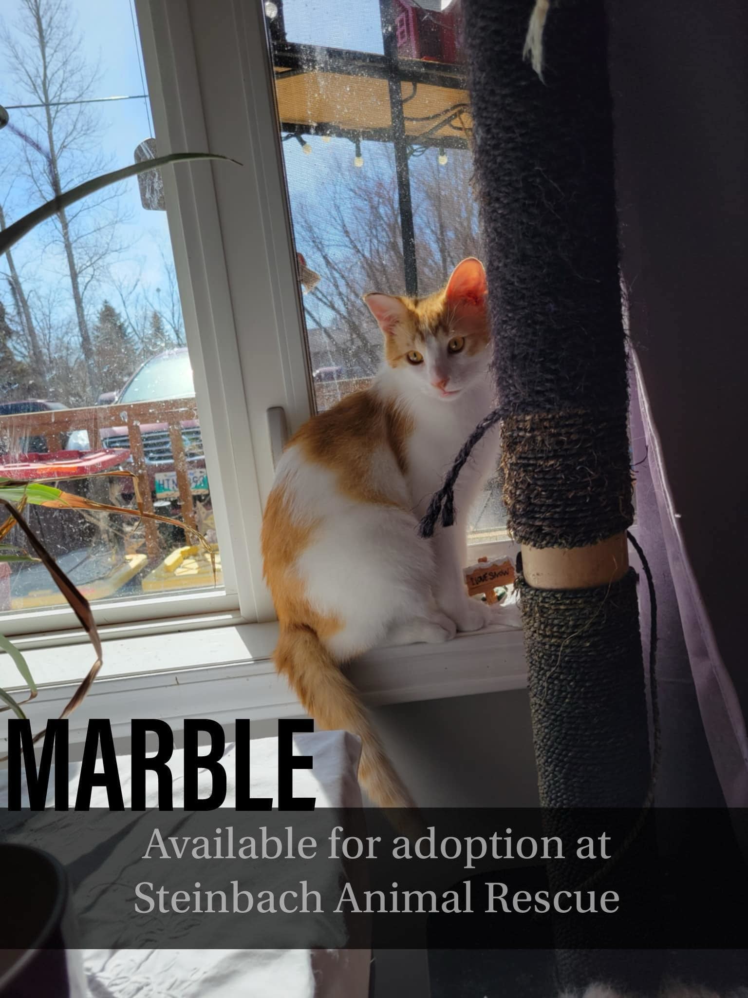 Marble, an adoptable Domestic Short Hair in Steinbach, MB, R5G 2B2 | Photo Image 1
