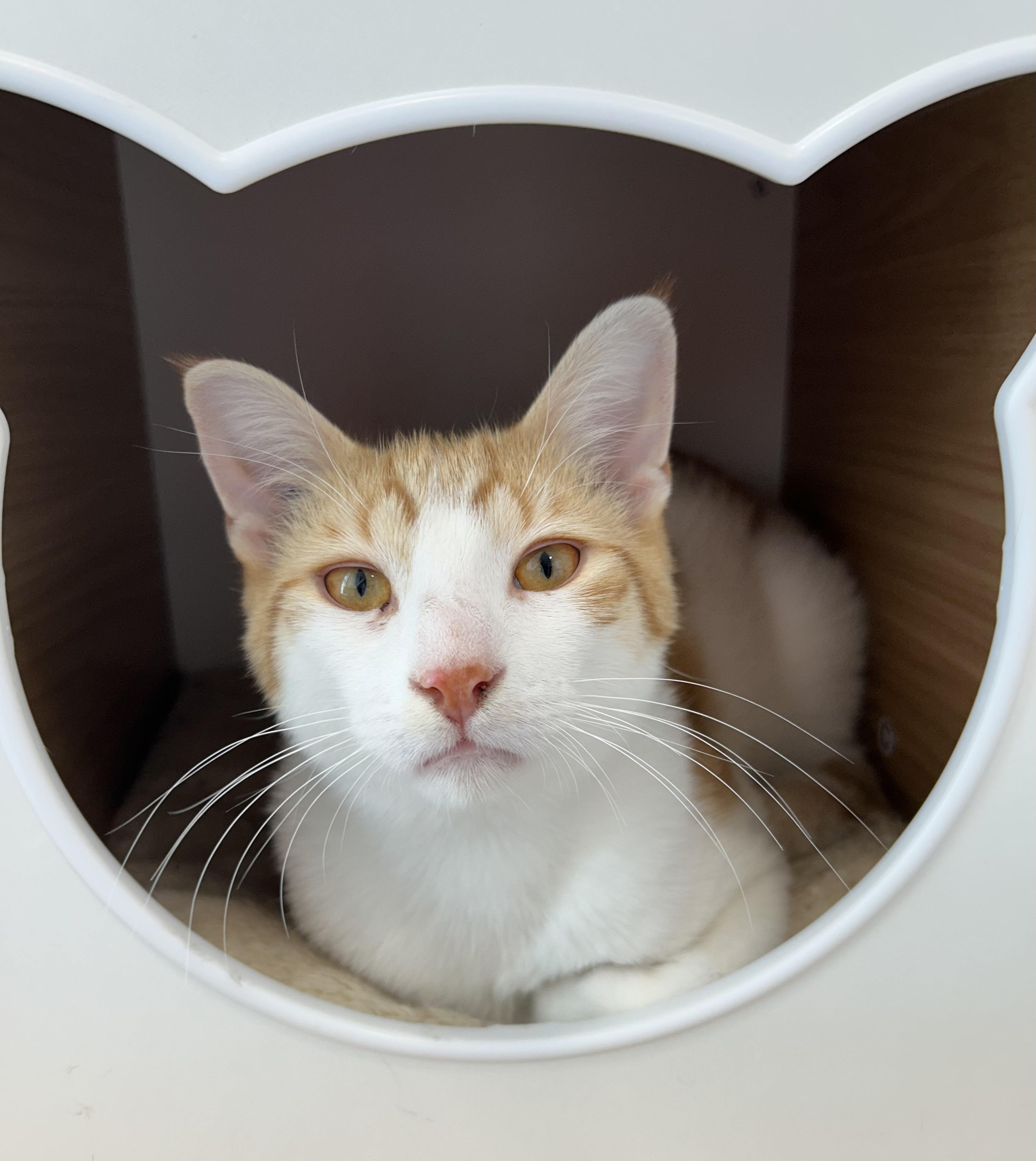 Marble, an adoptable Domestic Short Hair in Steinbach, MB, R5G 2B2 | Photo Image 1