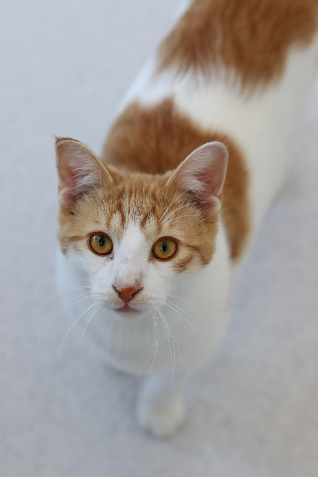 Marble, an adoptable Domestic Short Hair in Steinbach, MB, R5G 2B2 | Photo Image 1