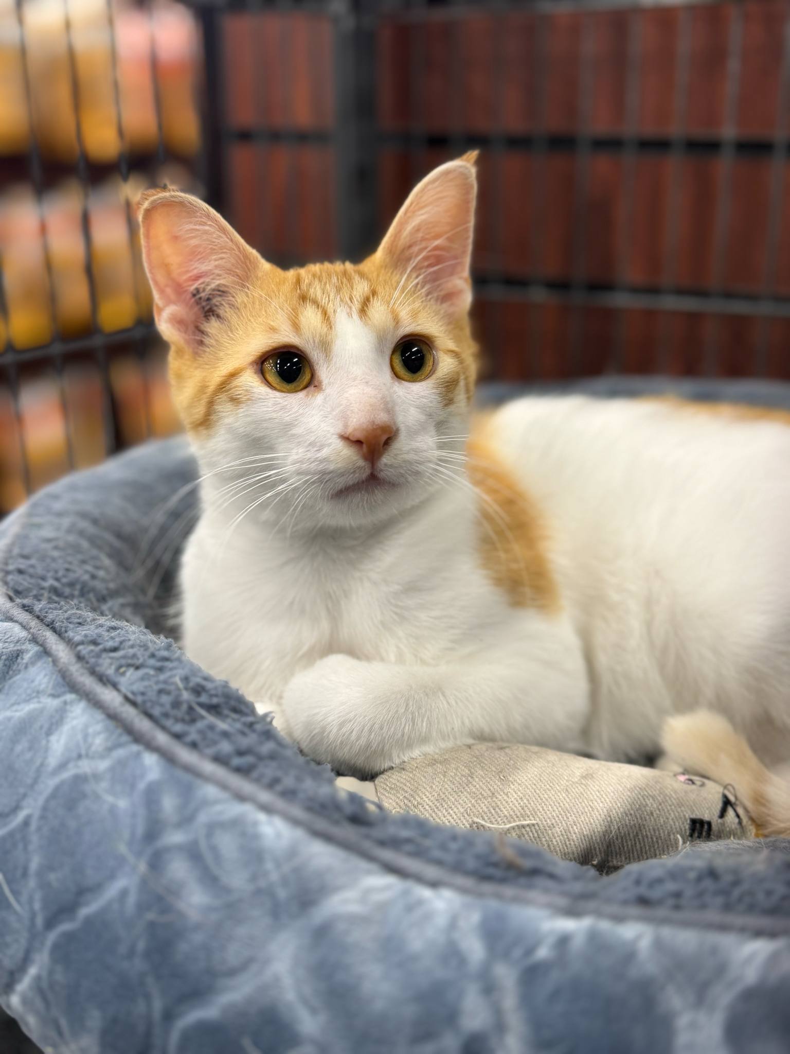 Marble, an adoptable Domestic Short Hair in Steinbach, MB, R5G 2B2 | Photo Image 2