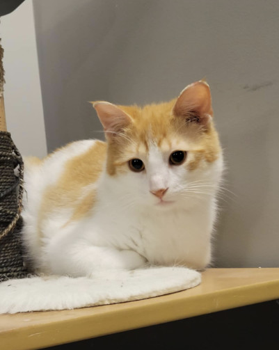 Marble, an adoptable Domestic Short Hair in Steinbach, MB, R5G 2B2 | Photo Image 3