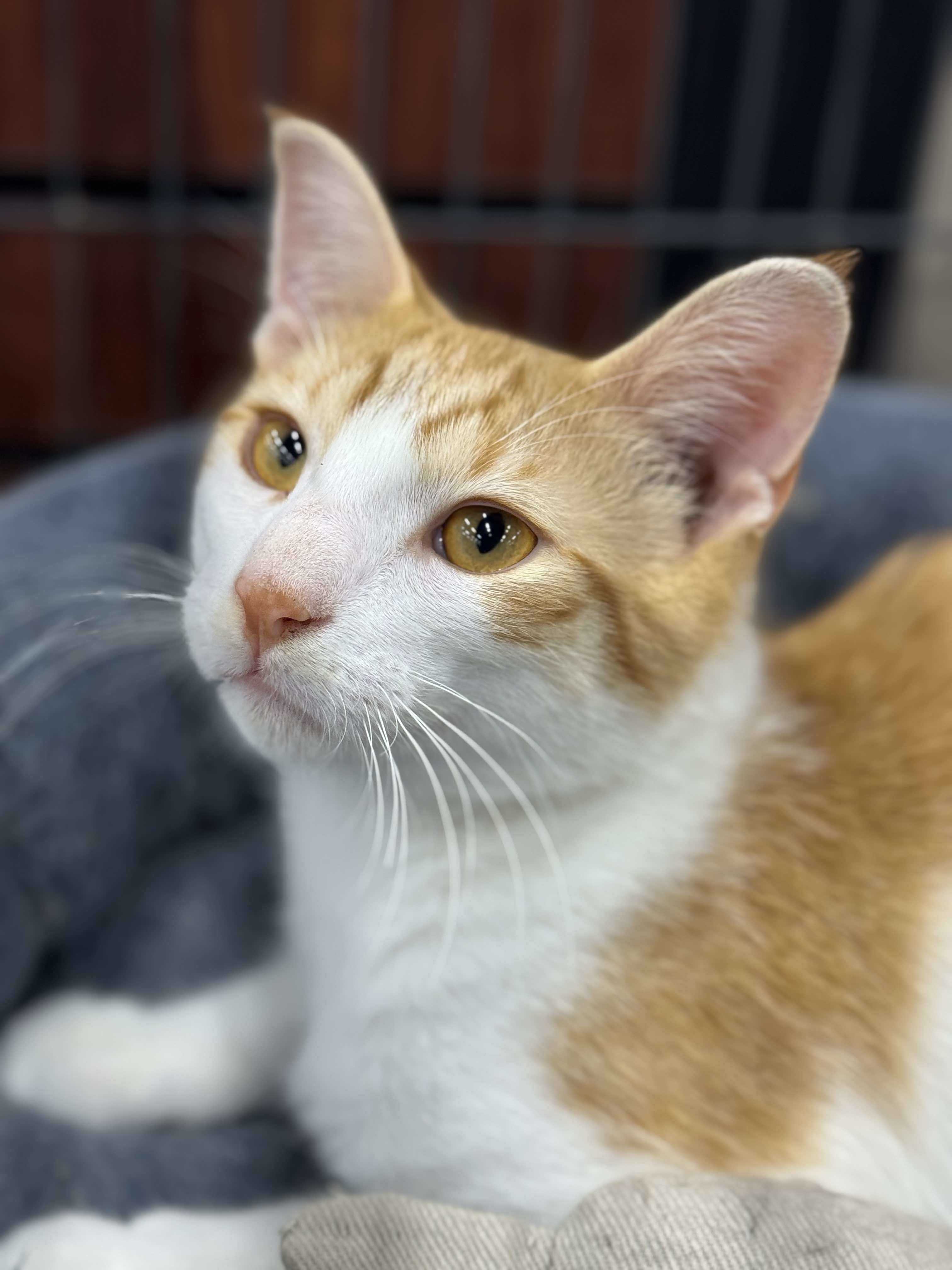 Marble, an adoptable Domestic Short Hair in Steinbach, MB, R5G 2B2 | Photo Image 3