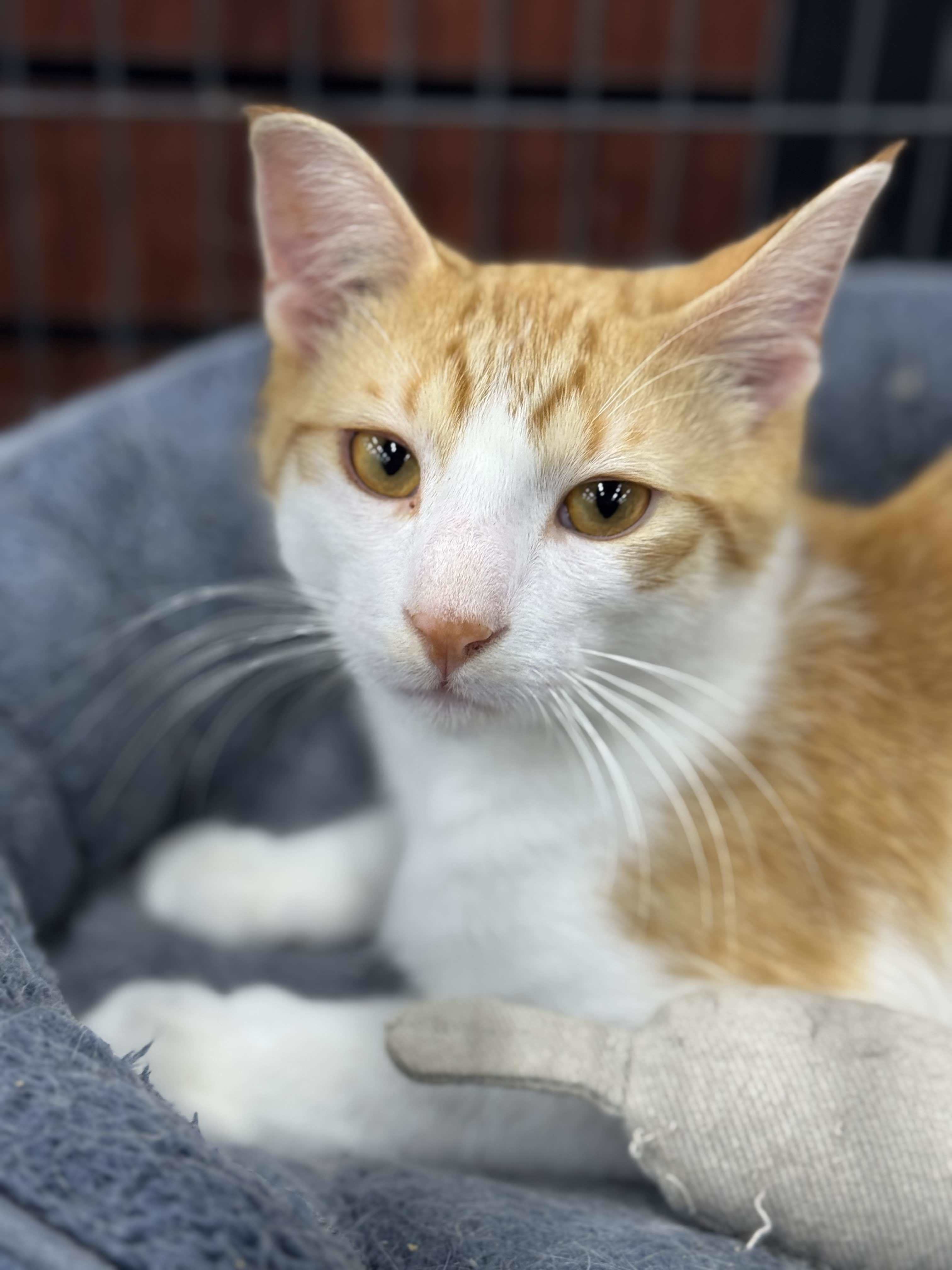 Marble, an adoptable Domestic Short Hair in Steinbach, MB, R5G 2B2 | Photo Image 4
