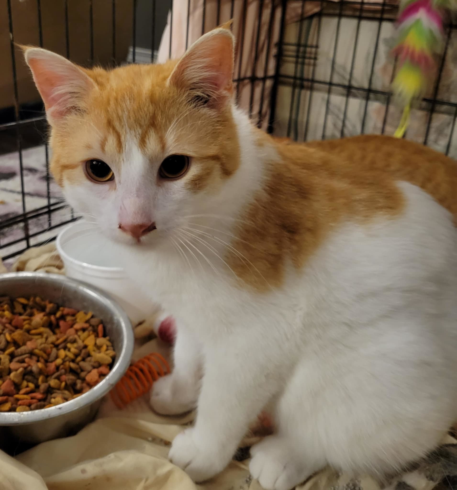 Marble, an adoptable Domestic Short Hair in Steinbach, MB, R5G 2B2 | Photo Image 4
