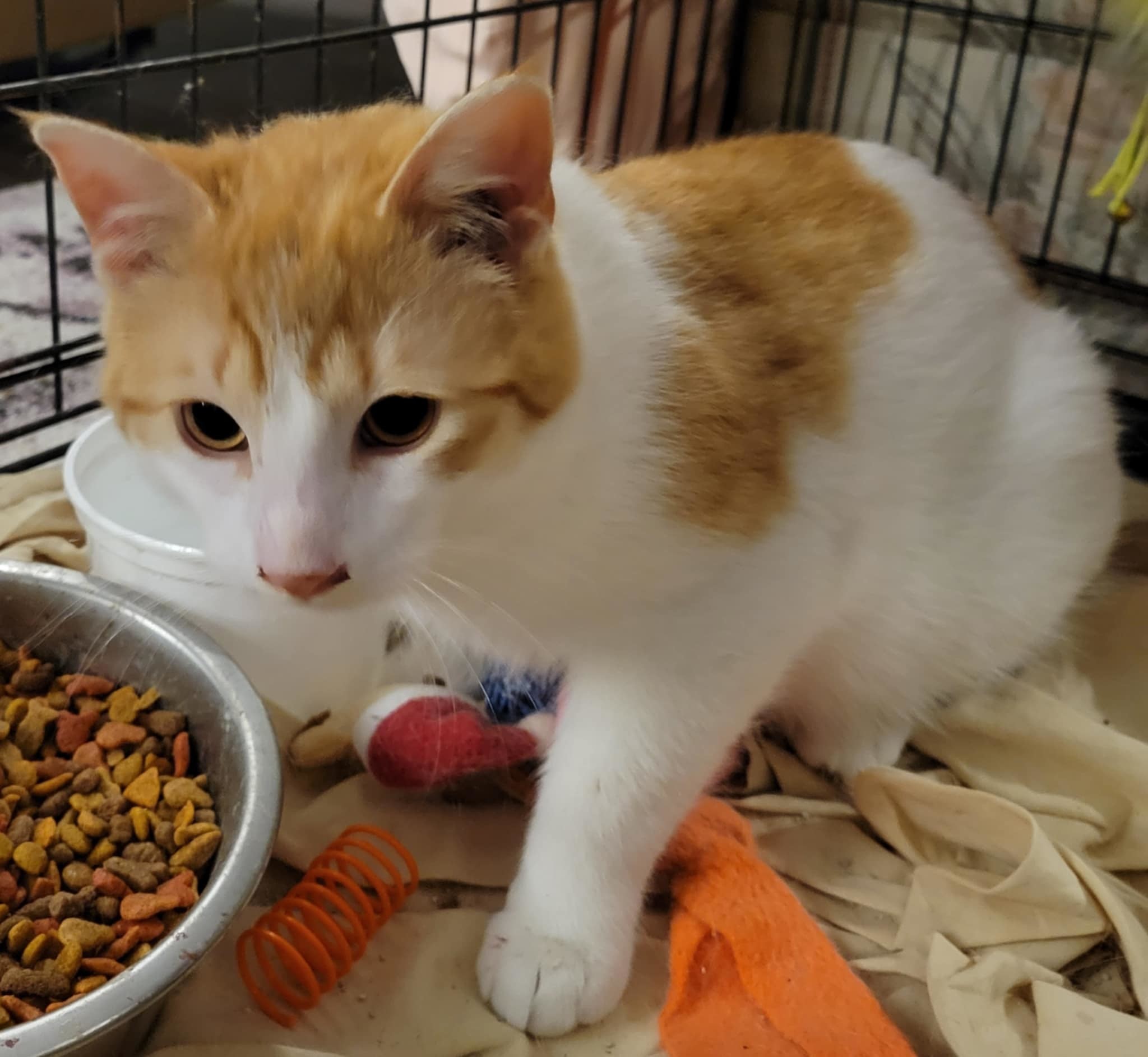Marble, an adoptable Domestic Short Hair in Steinbach, MB, R5G 2B2 | Photo Image 5