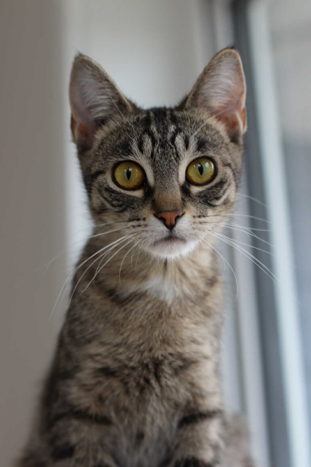 Valkyrie, an adoptable Domestic Short Hair in Steinbach, MB, R5G 2B2 | Photo Image 1