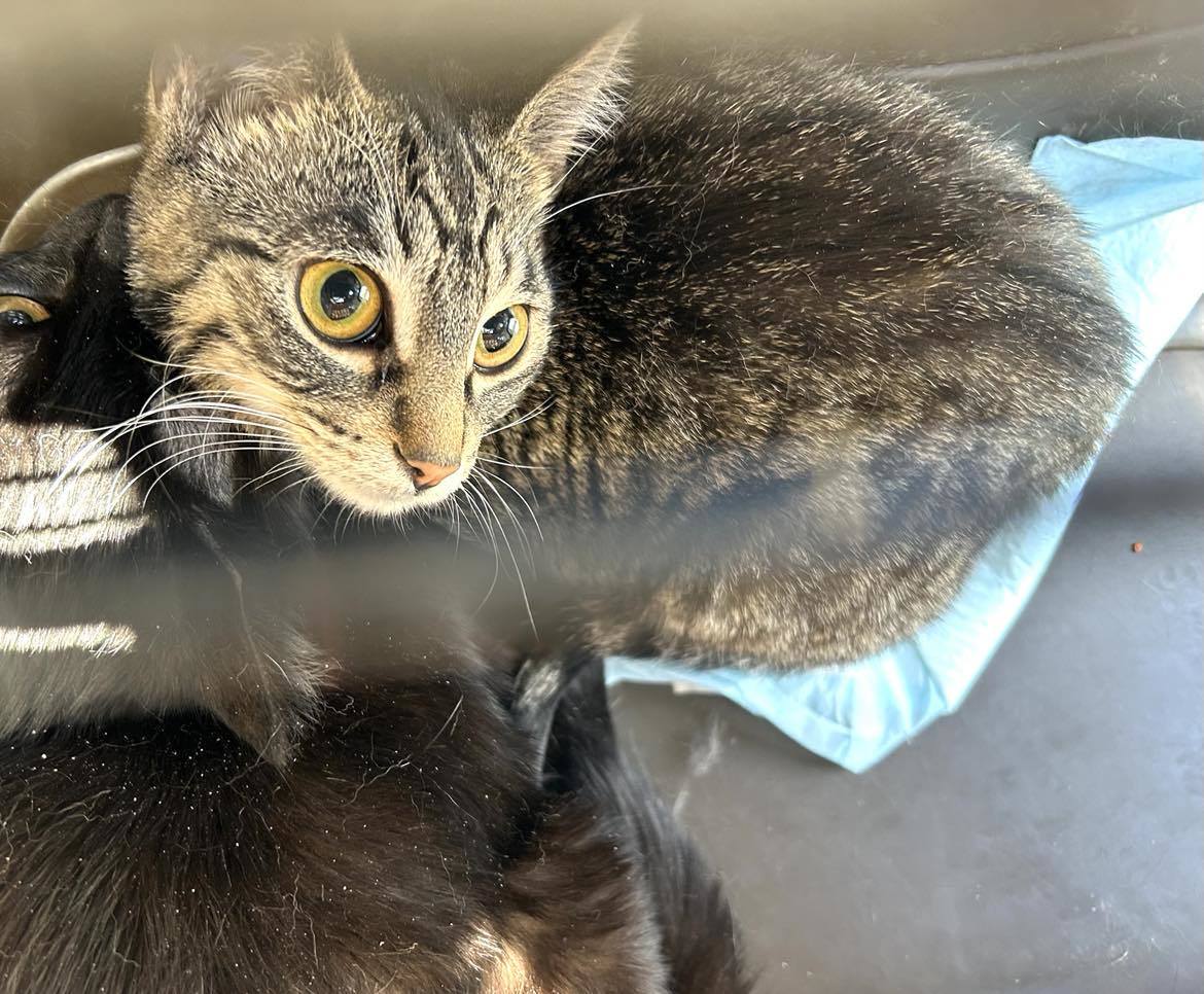 Valkyrie, an adoptable Domestic Short Hair in Steinbach, MB, R5G 2B2 | Photo Image 1