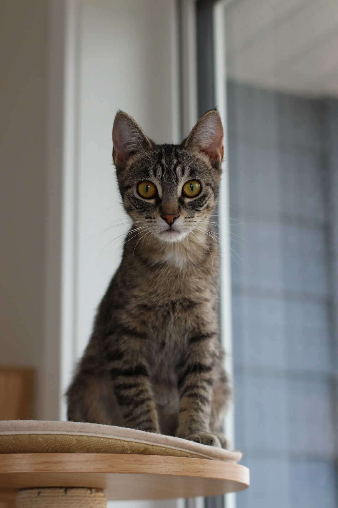 Valkyrie, an adoptable Domestic Short Hair in Steinbach, MB, R5G 2B2 | Photo Image 2