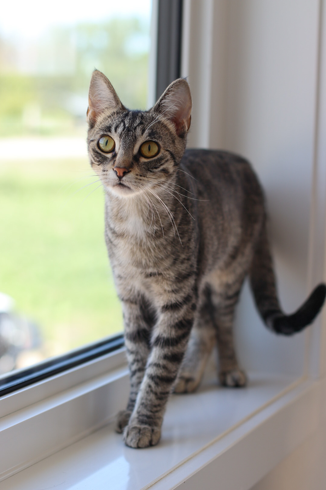 Valkyrie, an adoptable Domestic Short Hair in Steinbach, MB, R5G 2B2 | Photo Image 2