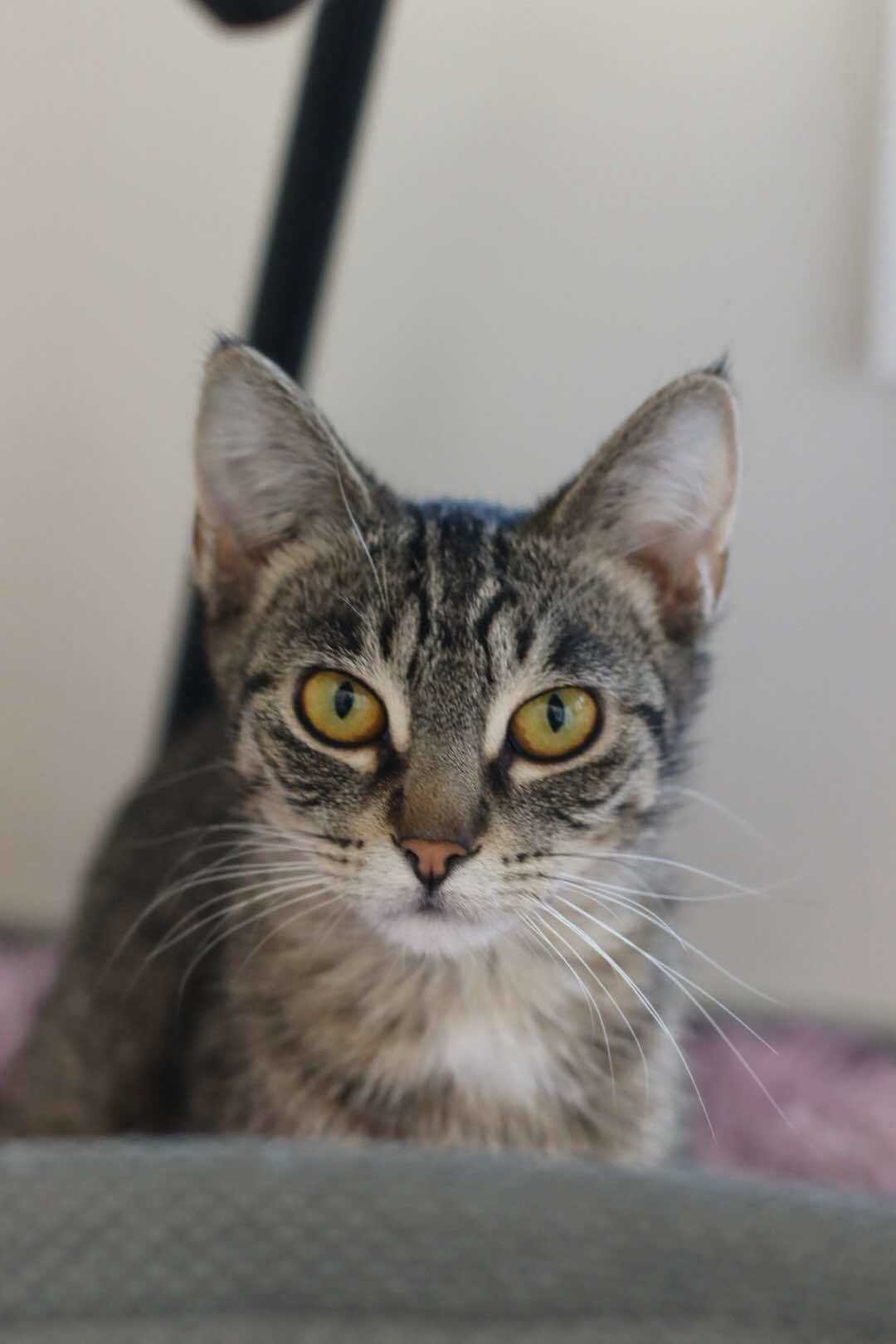 Valkyrie, an adoptable Domestic Short Hair in Steinbach, MB, R5G 2B2 | Photo Image 3