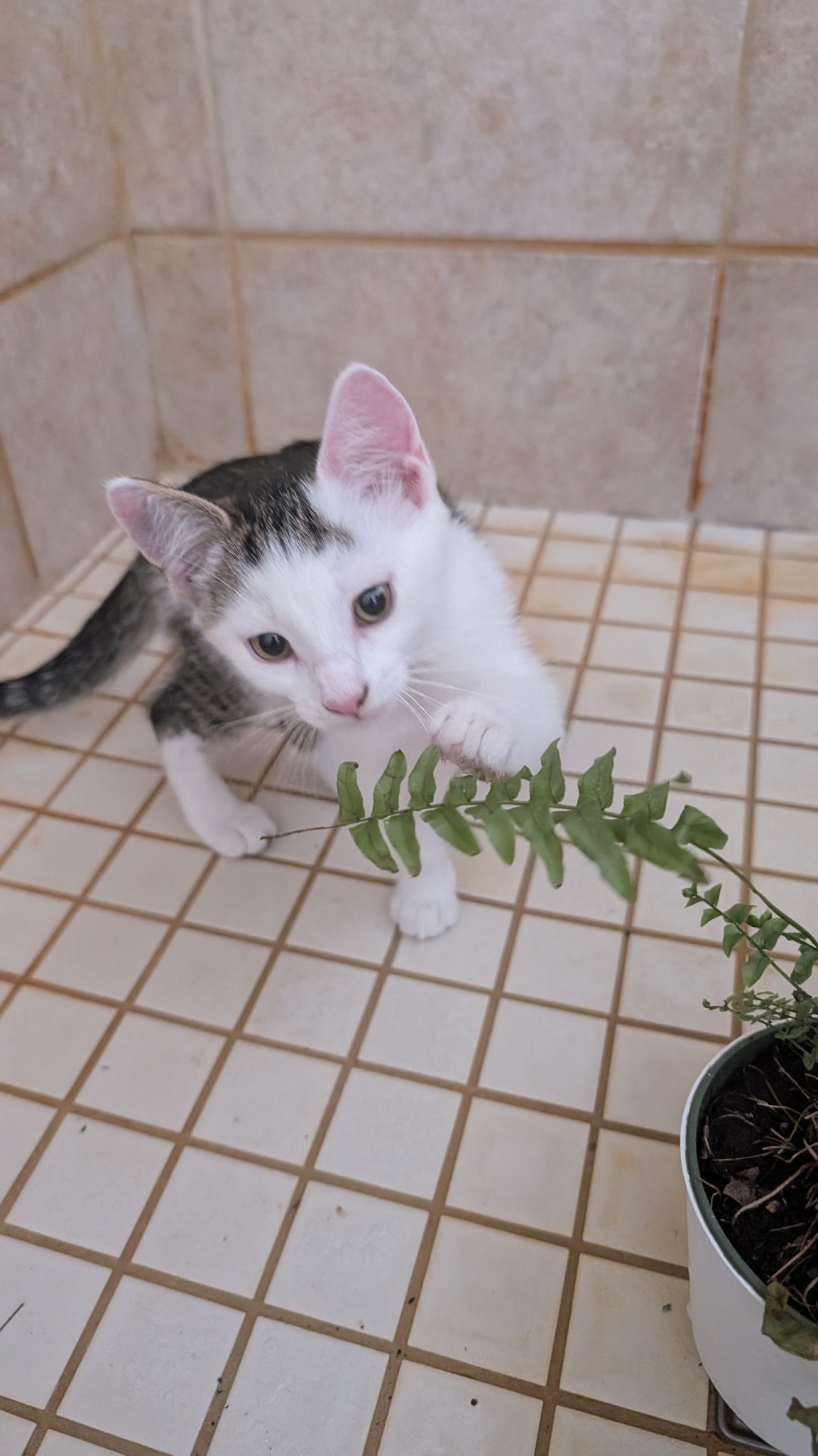 Miss Molly, an adoptable Domestic Short Hair in Steinbach, MB, R5G 2B2 | Photo Image 1