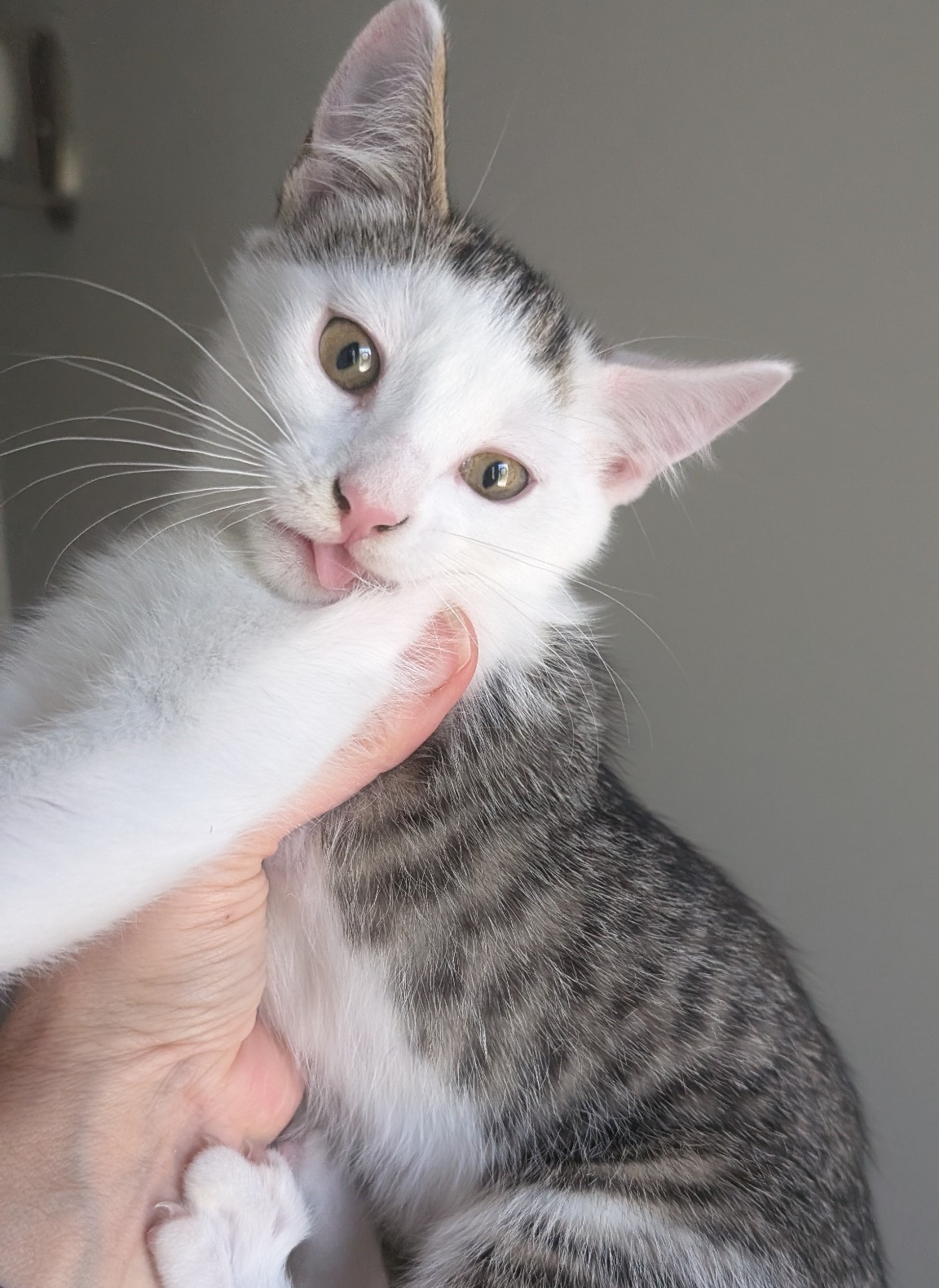 Miss Molly, an adoptable Domestic Short Hair in Steinbach, MB, R5G 2B2 | Photo Image 2