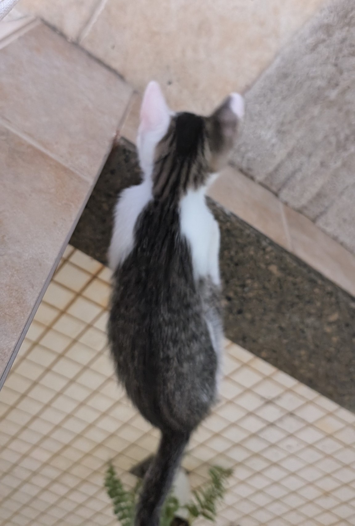 Miss Molly, an adoptable Domestic Short Hair in Steinbach, MB, R5G 2B2 | Photo Image 3