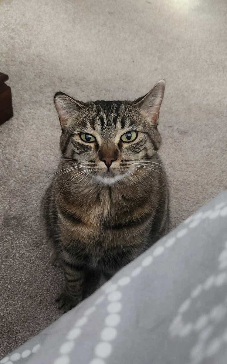 Charlotte, an adoptable Domestic Short Hair in Steinbach, MB, R5G 2B2 | Photo Image 4