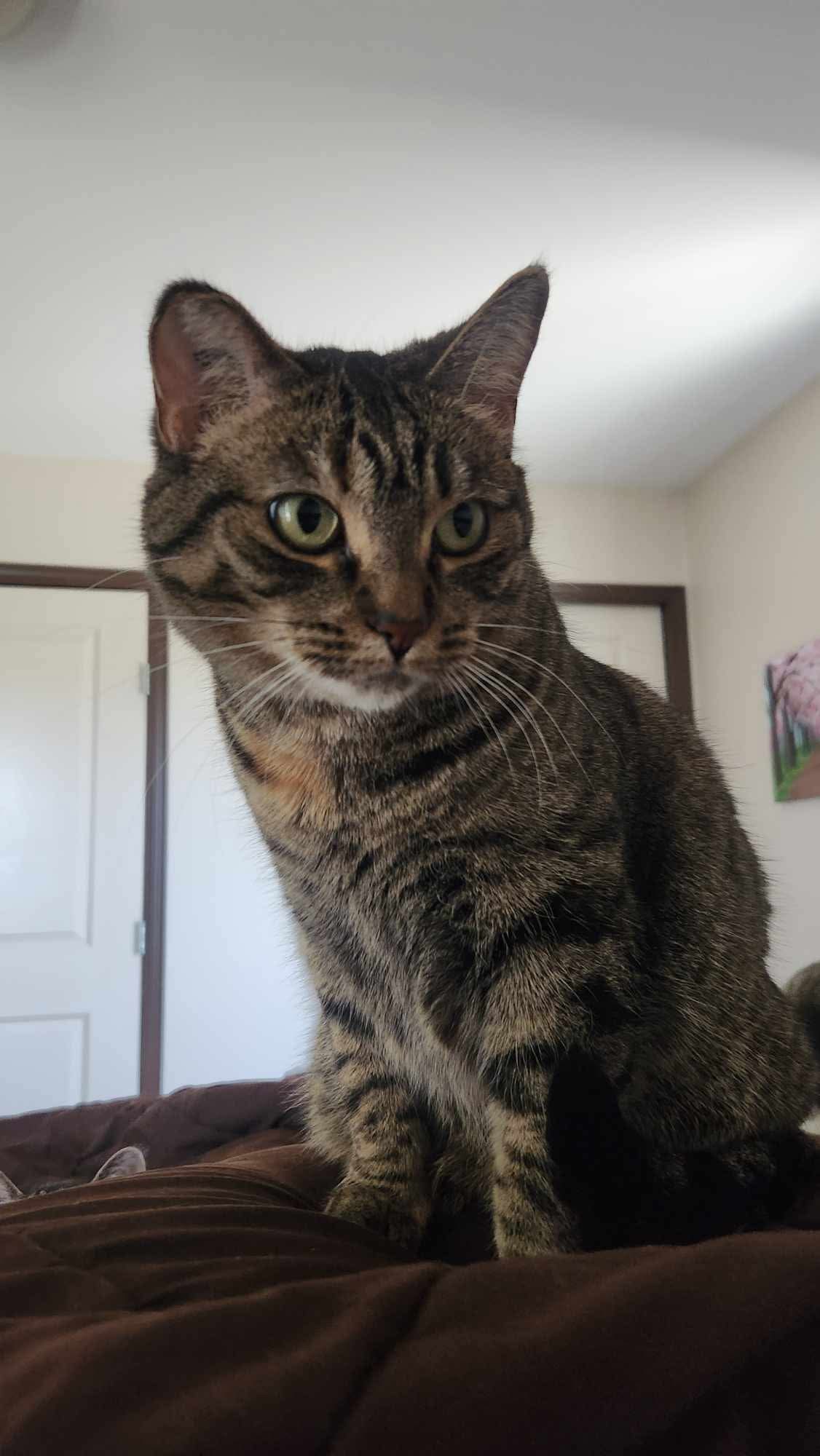 Charlotte, an adoptable Domestic Short Hair in Steinbach, MB, R5G 2B2 | Photo Image 5