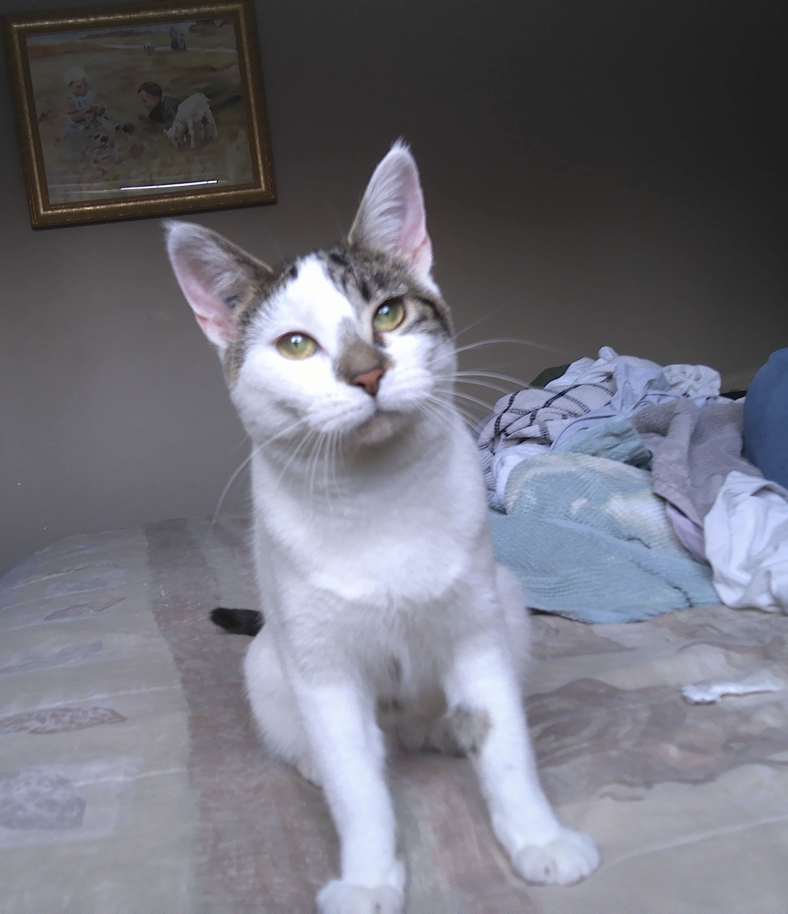 Harper, an adoptable Domestic Short Hair in Steinbach, MB, R5G 2B2 | Photo Image 4