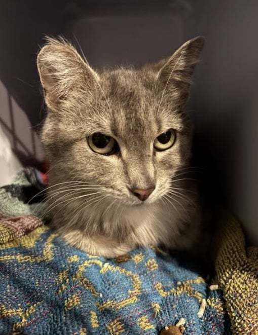 Andie, an adoptable Domestic Short Hair in Steinbach, MB, R5G 2B2 | Photo Image 1