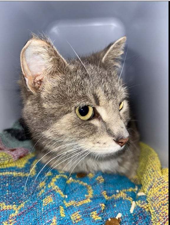 Andie, an adoptable Domestic Short Hair in Steinbach, MB, R5G 2B2 | Photo Image 2