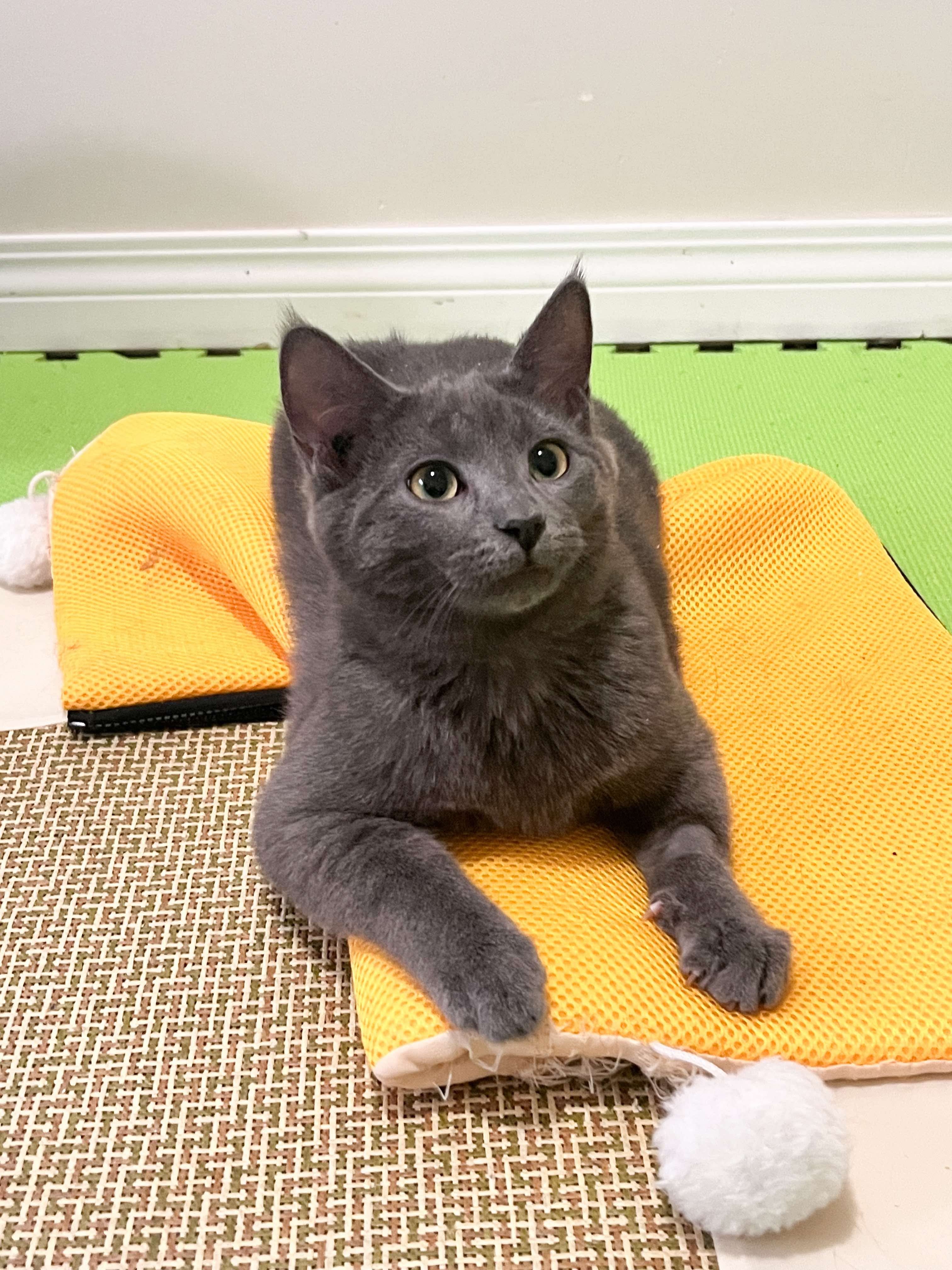 Chai, an adoptable Domestic Short Hair in Steinbach, MB, R5G 2B2 | Photo Image 1