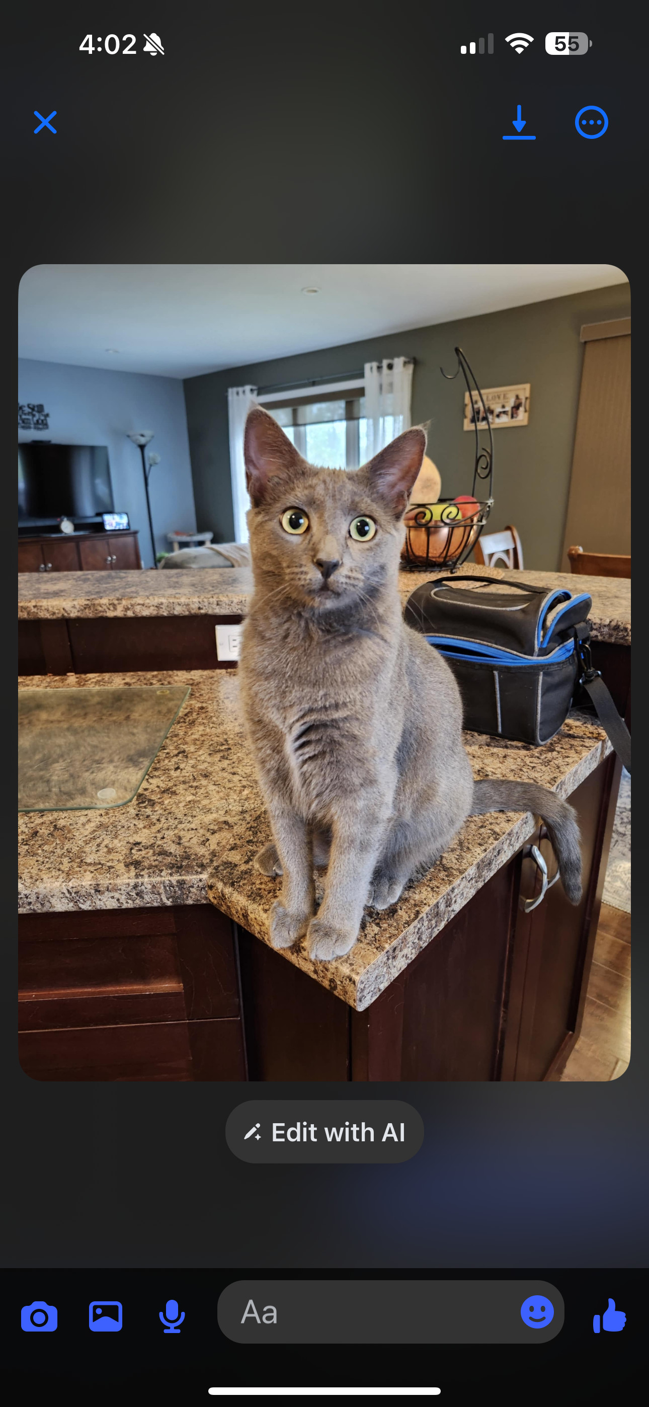Chai, an adoptable Domestic Short Hair in Steinbach, MB, R5G 2B2 | Photo Image 1