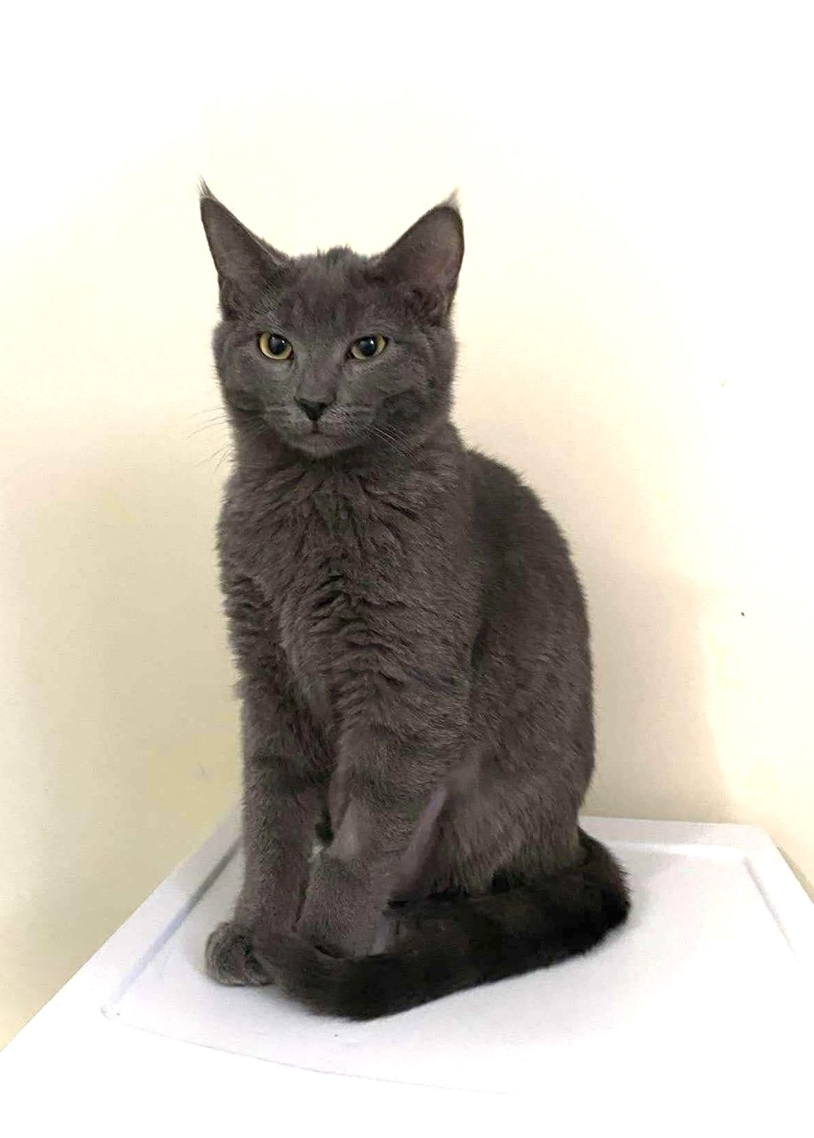 Chai, an adoptable Domestic Short Hair in Steinbach, MB, R5G 2B2 | Photo Image 2