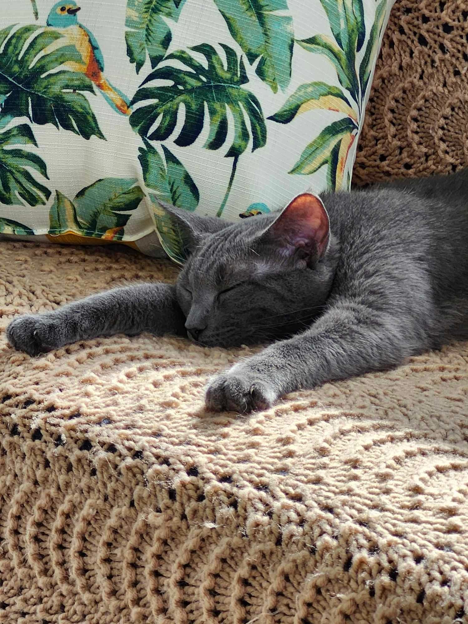 Chai, an adoptable Domestic Short Hair in Steinbach, MB, R5G 2B2 | Photo Image 3