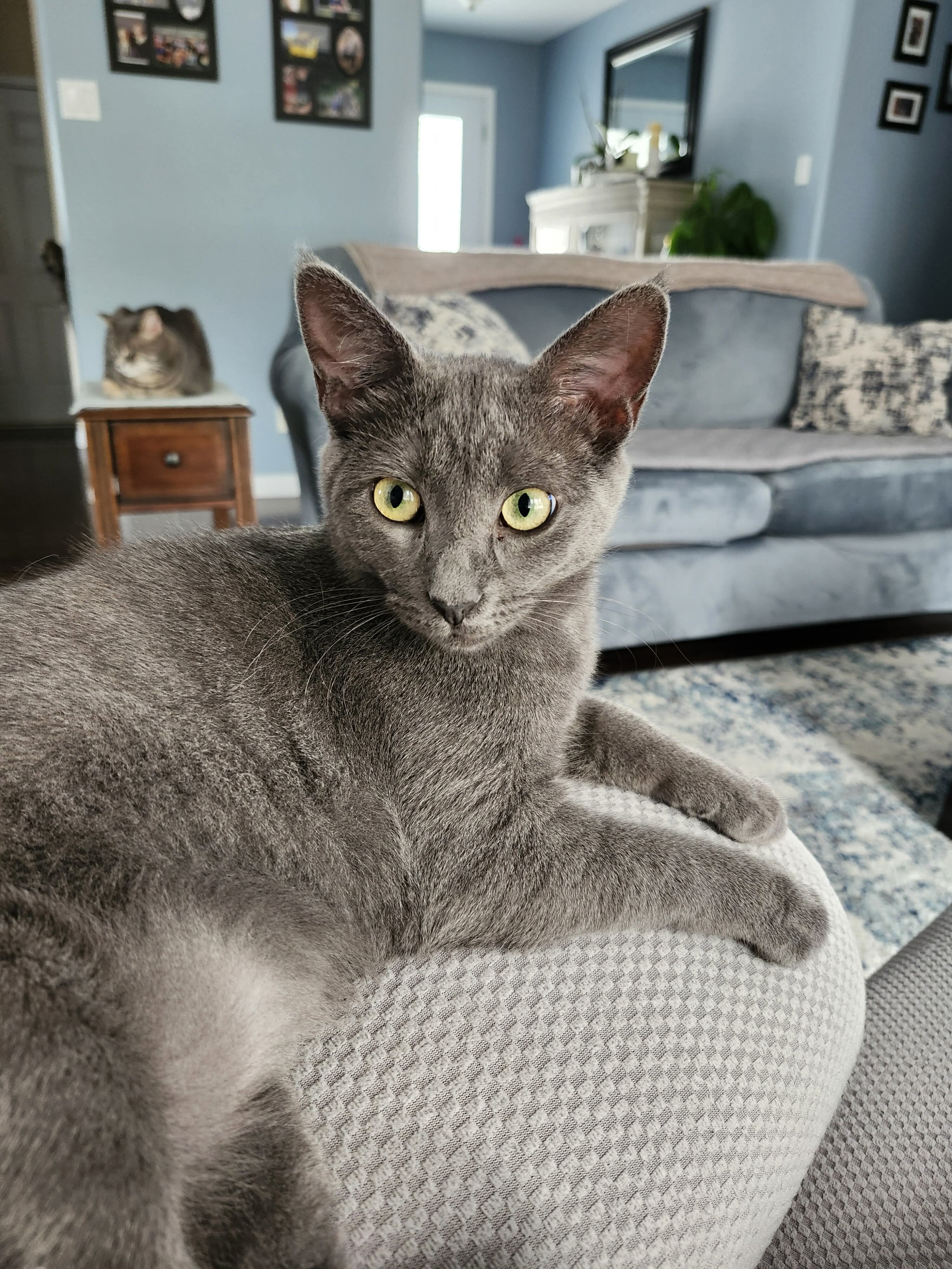 Chai, an adoptable Domestic Short Hair in Steinbach, MB, R5G 2B2 | Photo Image 4