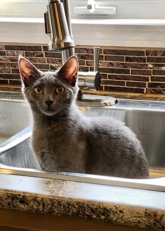 Chai, an adoptable Domestic Short Hair in Steinbach, MB, R5G 2B2 | Photo Image 6