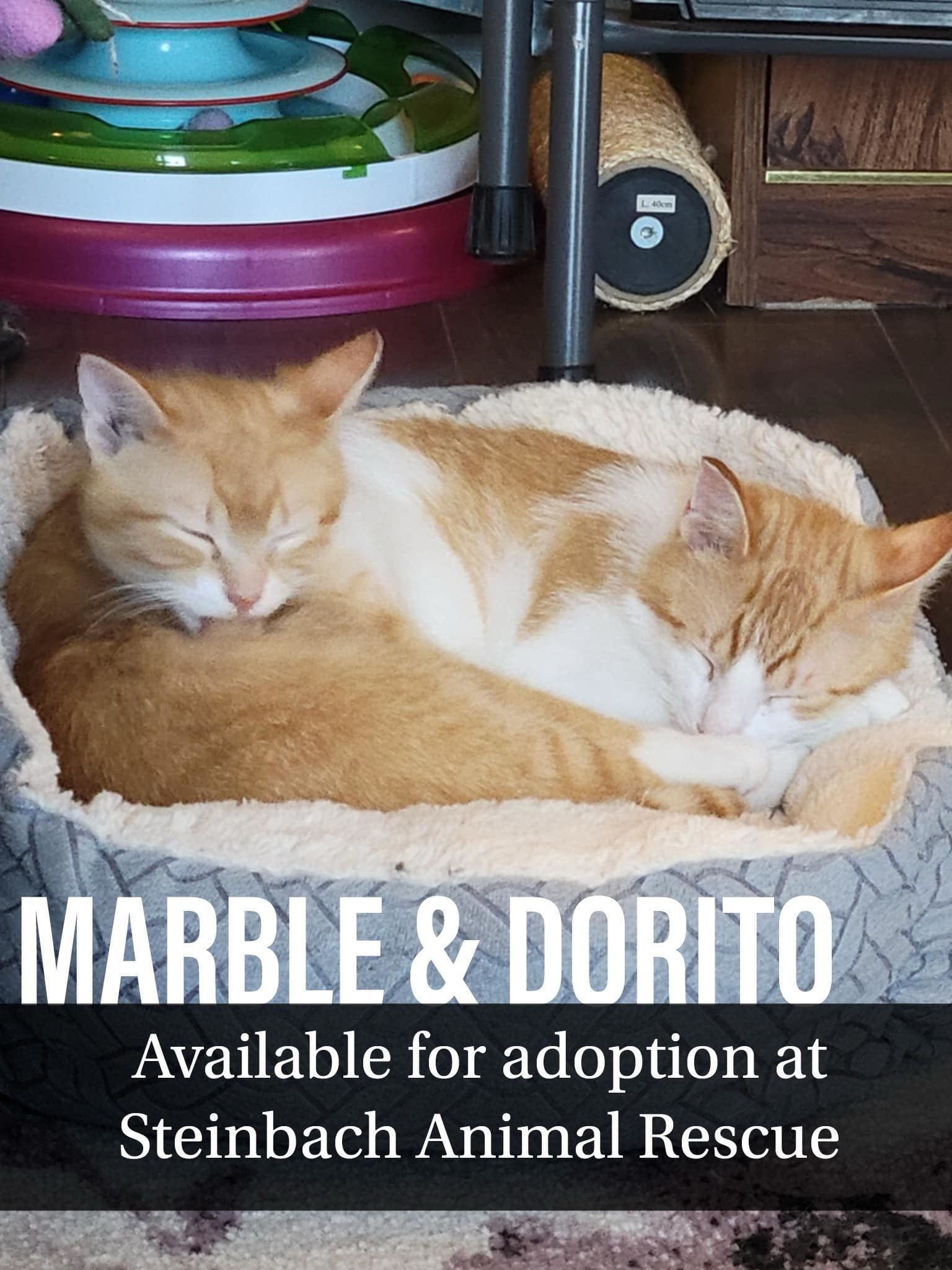 Dorito, an adoptable Domestic Short Hair in Steinbach, MB, R5G 2B2 | Photo Image 1