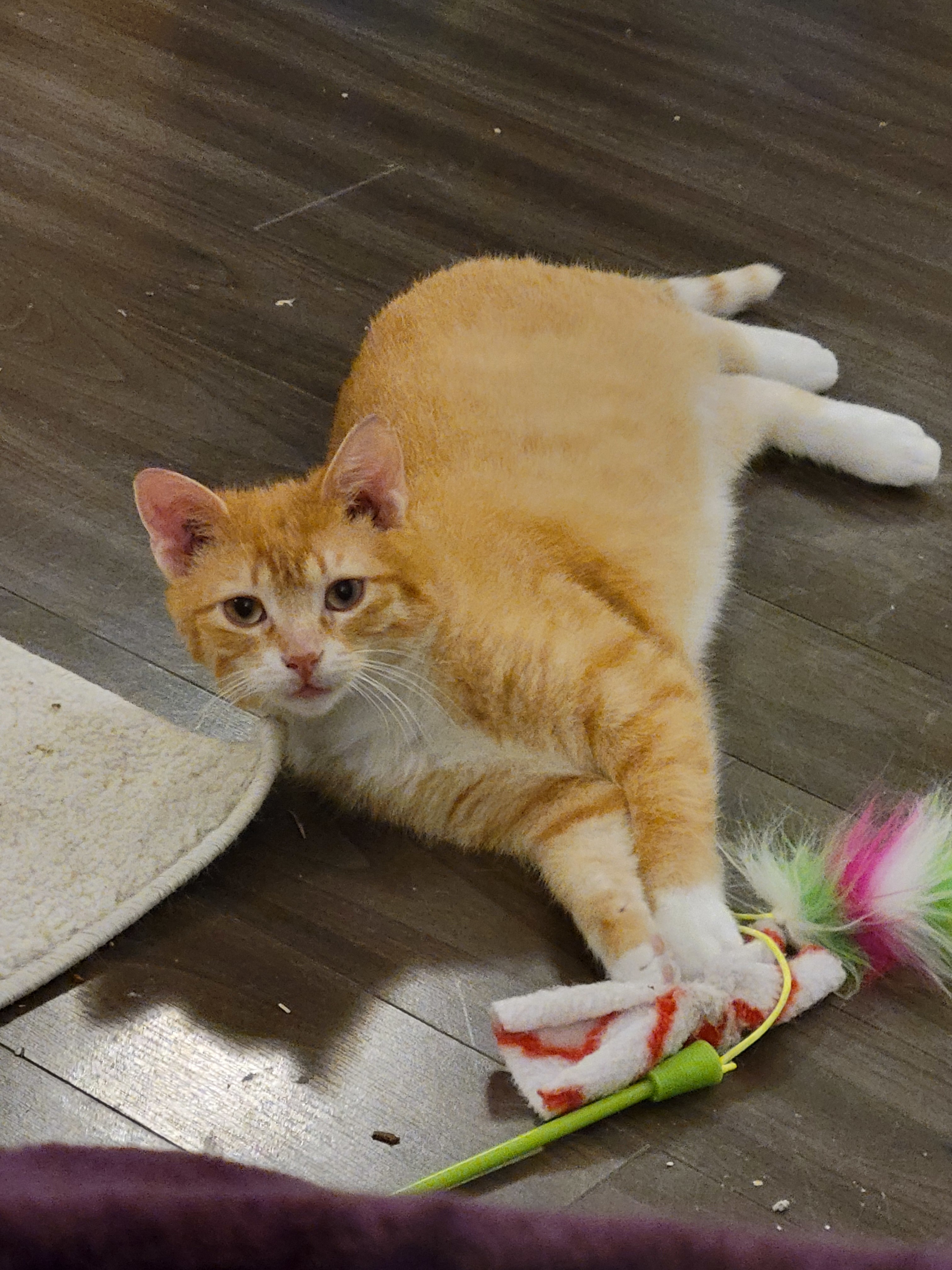 Dorito, an adoptable Domestic Short Hair in Steinbach, MB, R5G 2B2 | Photo Image 2