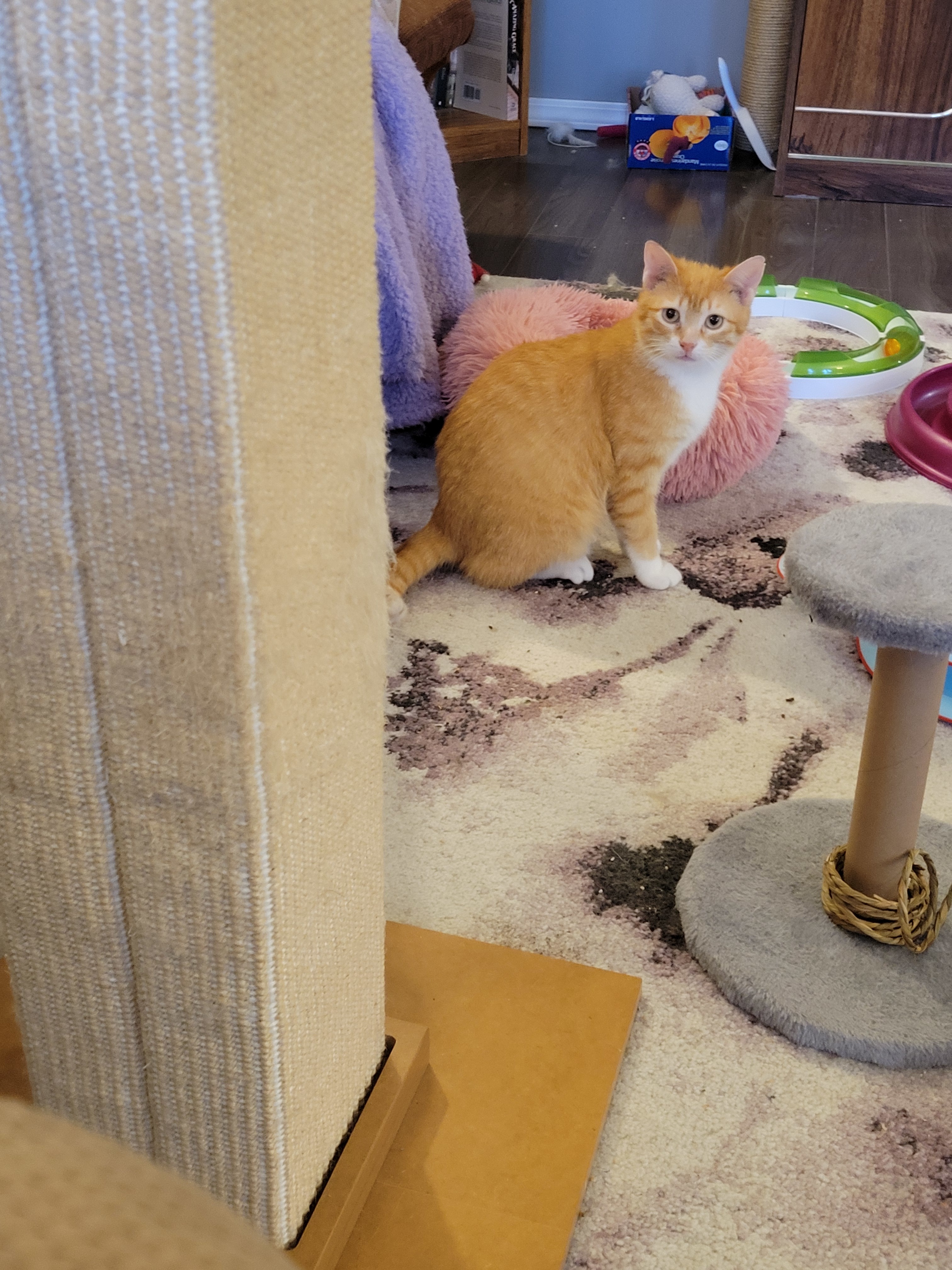 Dorito, an adoptable Domestic Short Hair in Steinbach, MB, R5G 2B2 | Photo Image 3