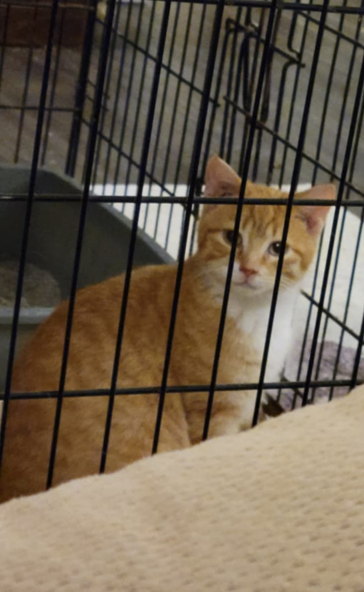 Dorito, an adoptable Domestic Short Hair in Steinbach, MB, R5G 2B2 | Photo Image 4