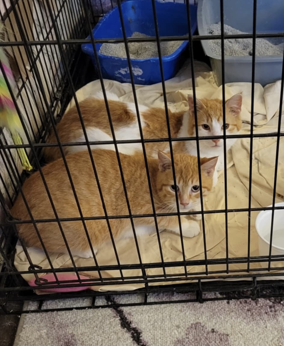 Dorito, an adoptable Domestic Short Hair in Steinbach, MB, R5G 2B2 | Photo Image 5