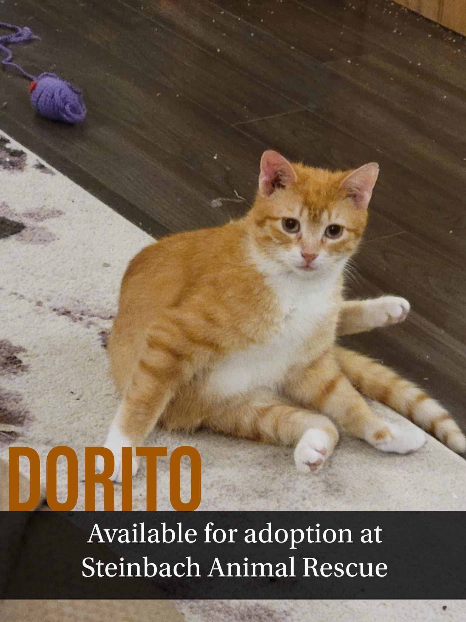 Dorito, an adoptable Domestic Short Hair in Steinbach, MB, R5G 2B2 | Photo Image 5