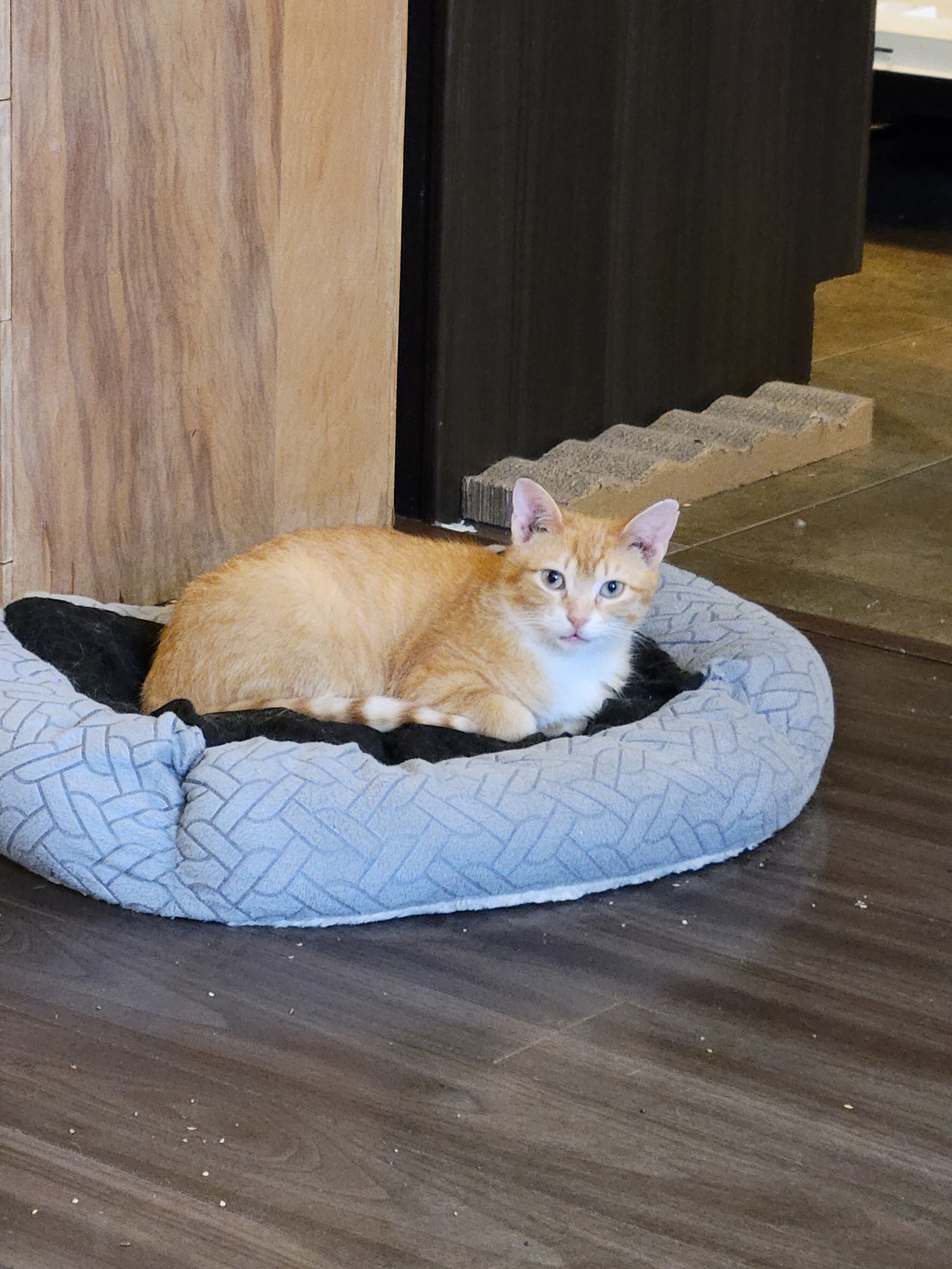 Dorito, an adoptable Domestic Short Hair in Steinbach, MB, R5G 2B2 | Photo Image 6