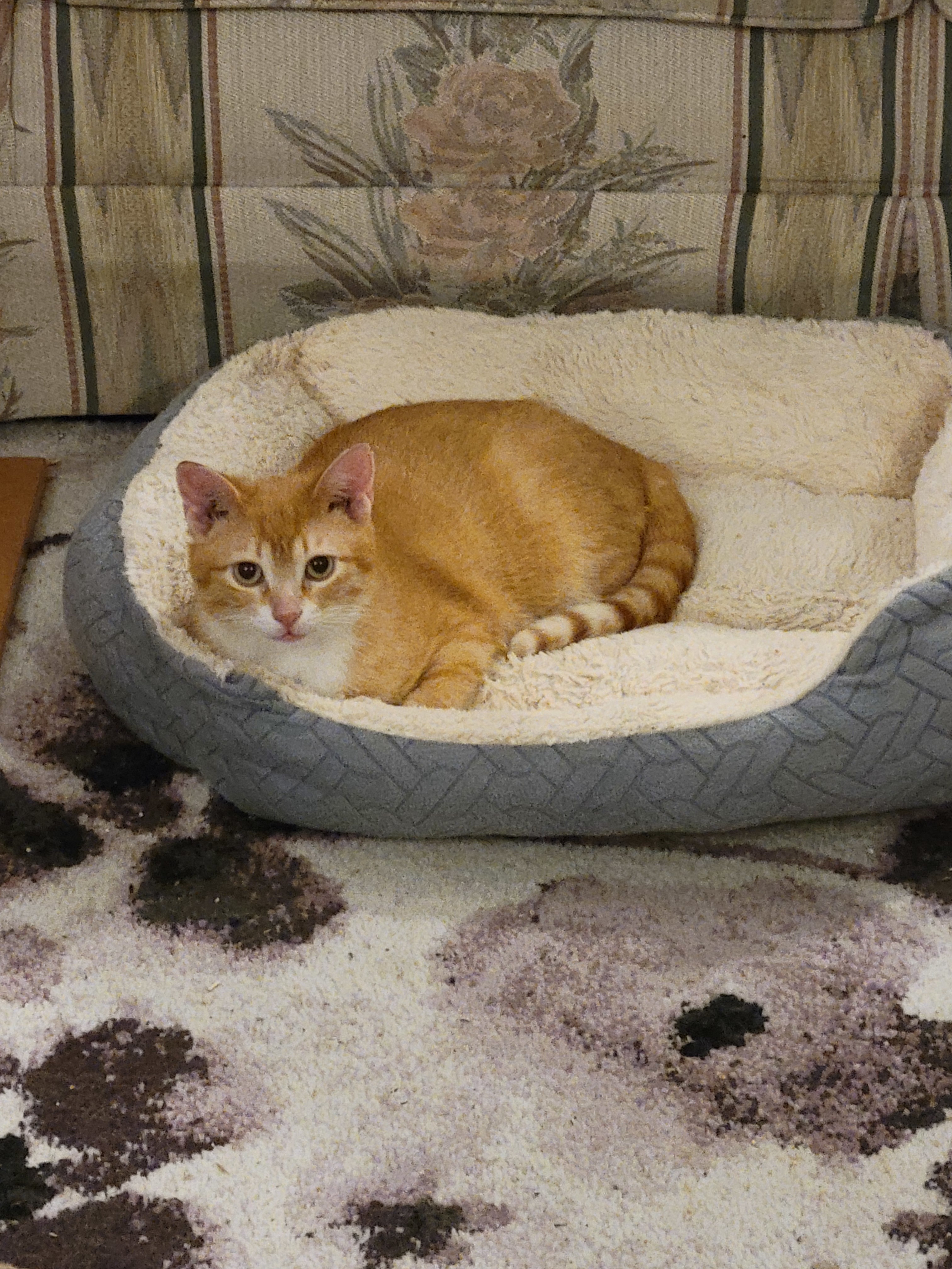 Dorito, an adoptable Domestic Short Hair in Steinbach, MB, R5G 2B2 | Photo Image 6