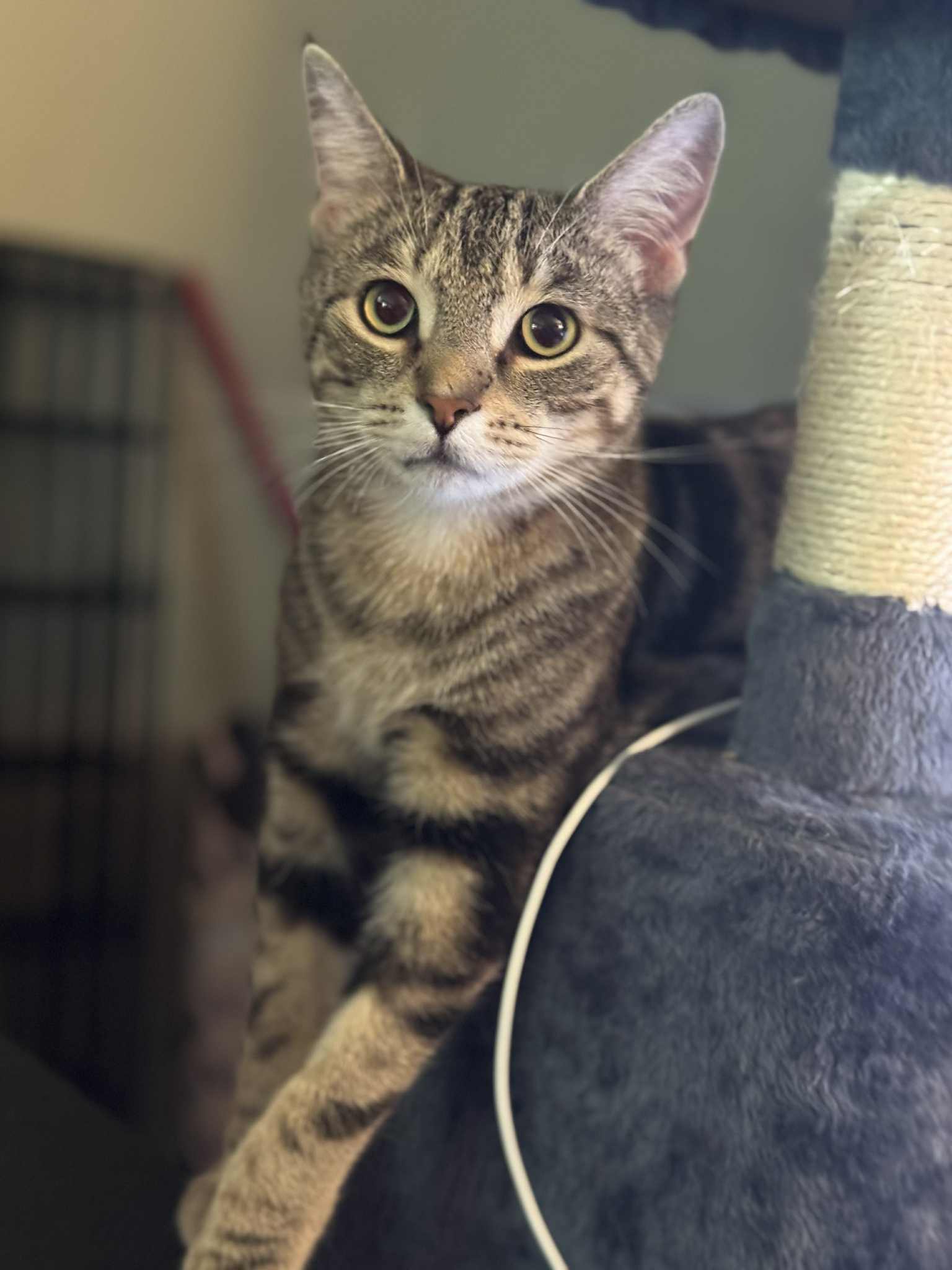 Joshy, an adoptable Domestic Short Hair in Steinbach, MB, R5G 2B2 | Photo Image 1