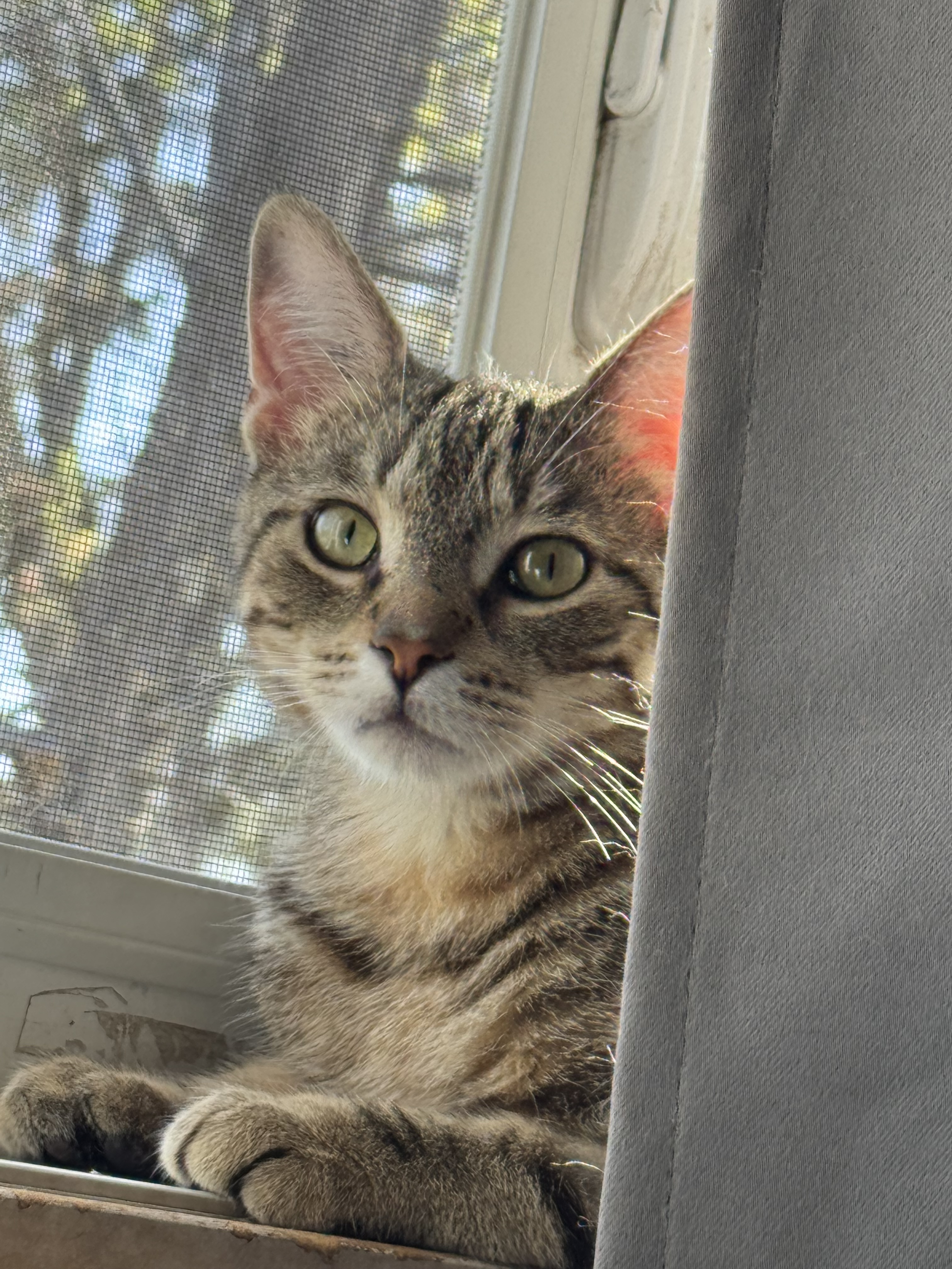 Joshy, an adoptable Domestic Short Hair in Steinbach, MB, R5G 2B2 | Photo Image 1