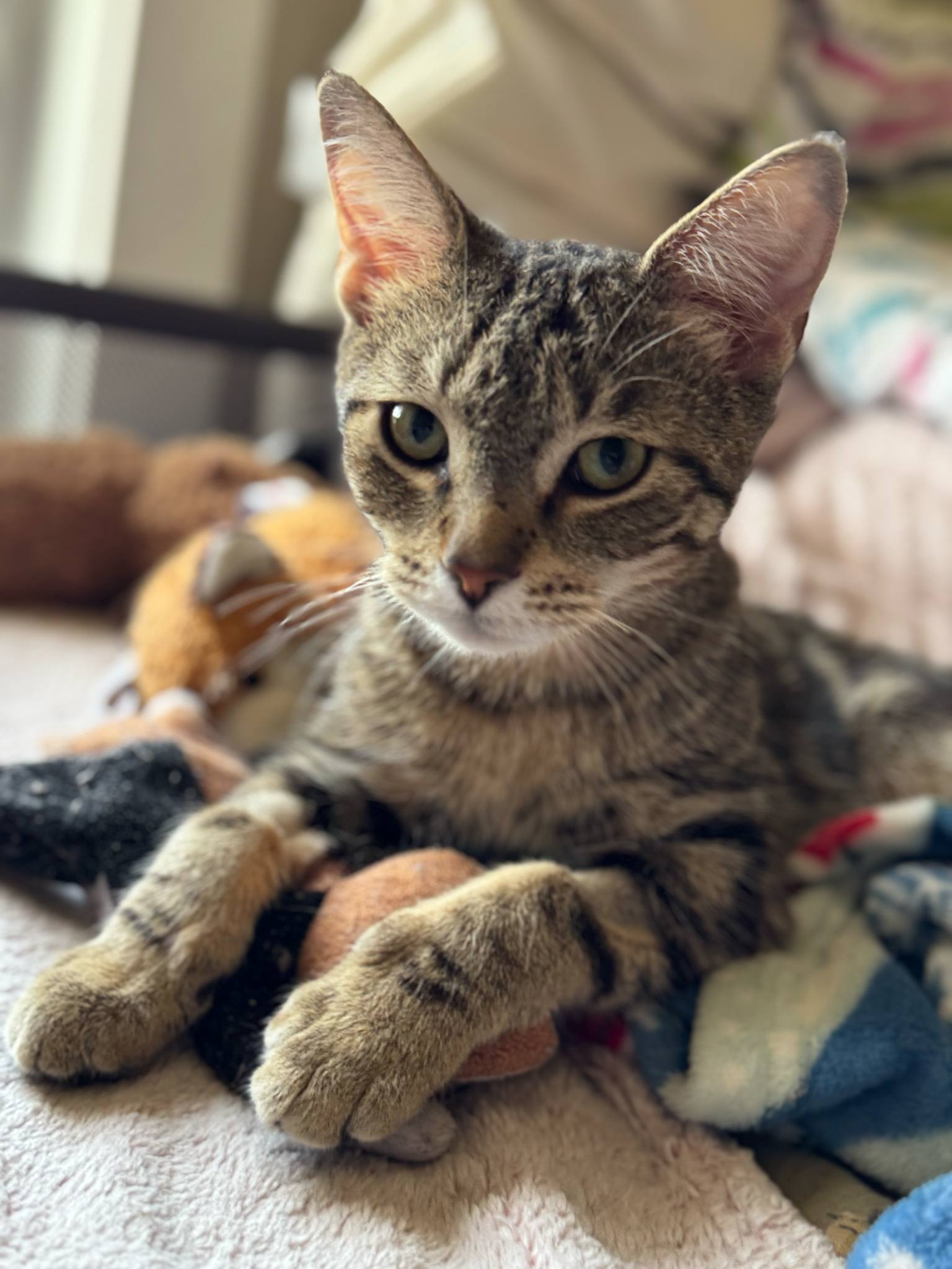 Joshy, an adoptable Domestic Short Hair in Steinbach, MB, R5G 2B2 | Photo Image 4