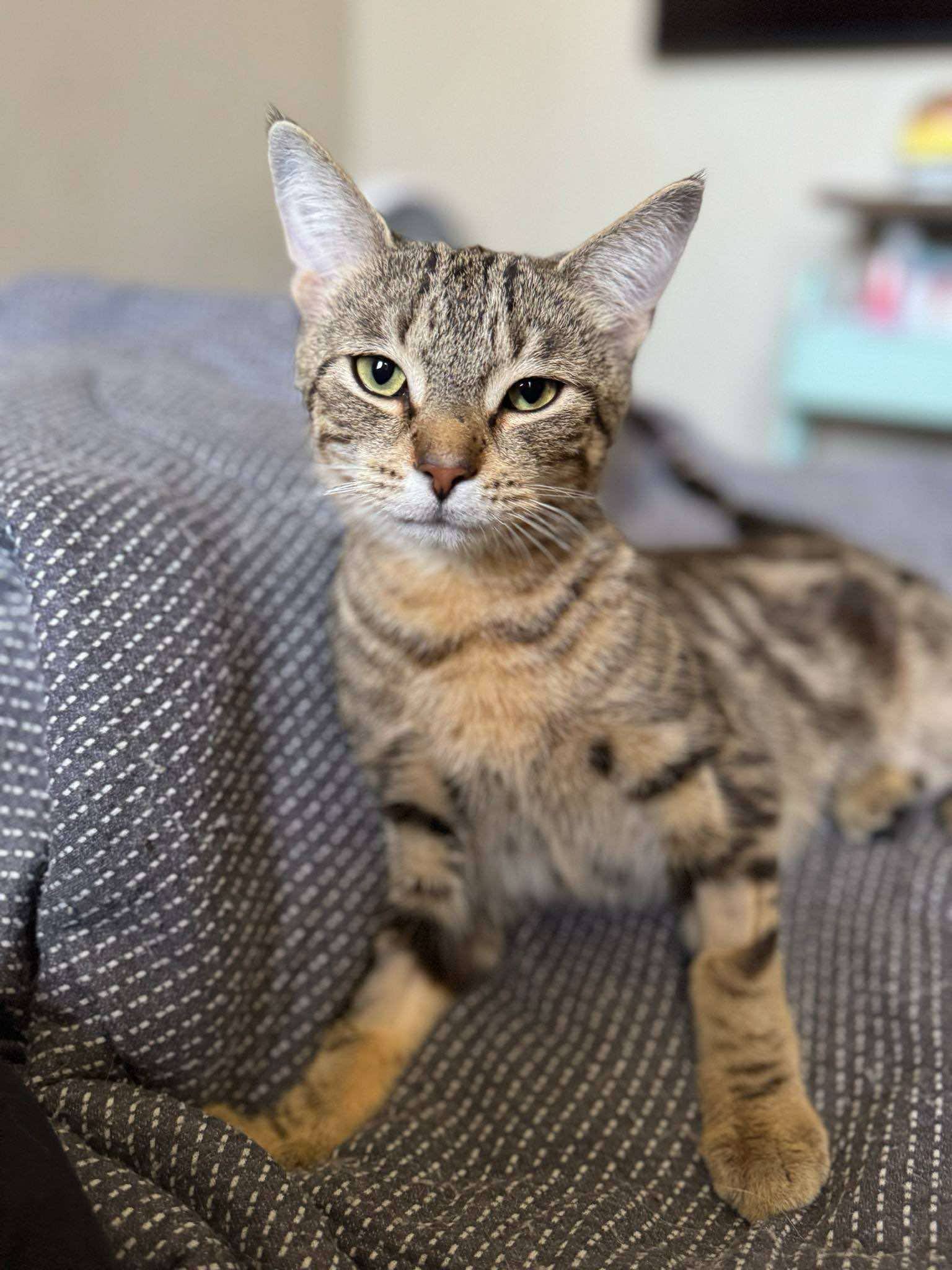 Joshy, an adoptable Domestic Short Hair in Steinbach, MB, R5G 2B2 | Photo Image 5