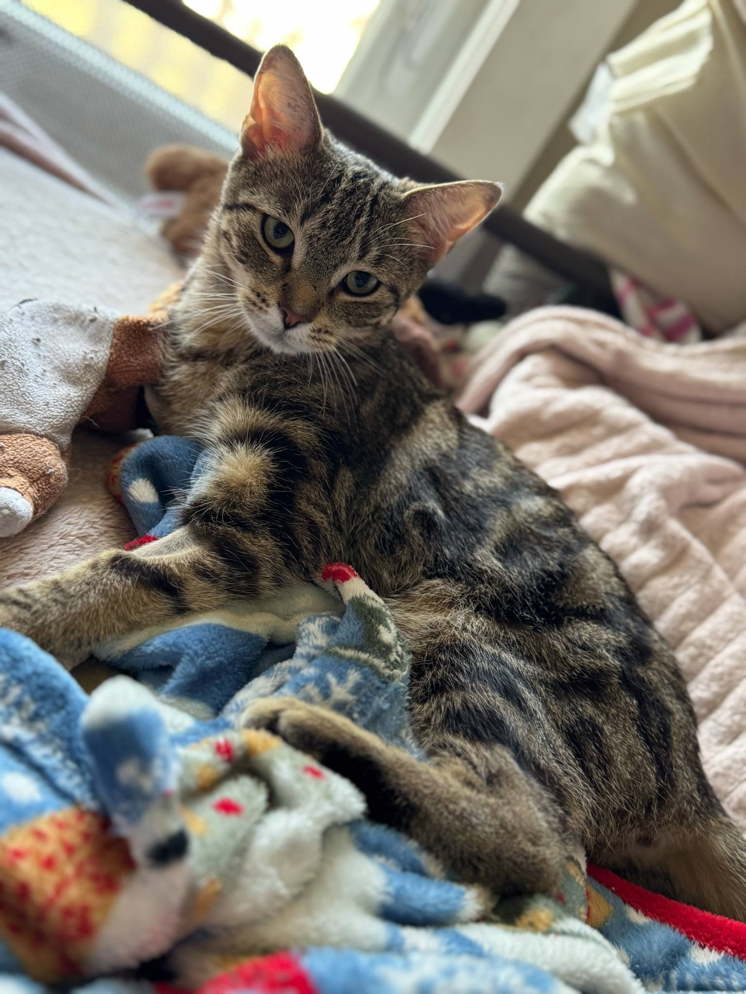 Joshy, an adoptable Domestic Short Hair in Steinbach, MB, R5G 2B2 | Photo Image 6