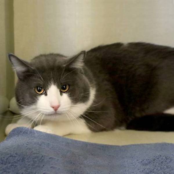 Tommy, an adoptable Domestic Short Hair in Fort Davis, TX, 79734 | Photo Image 2
