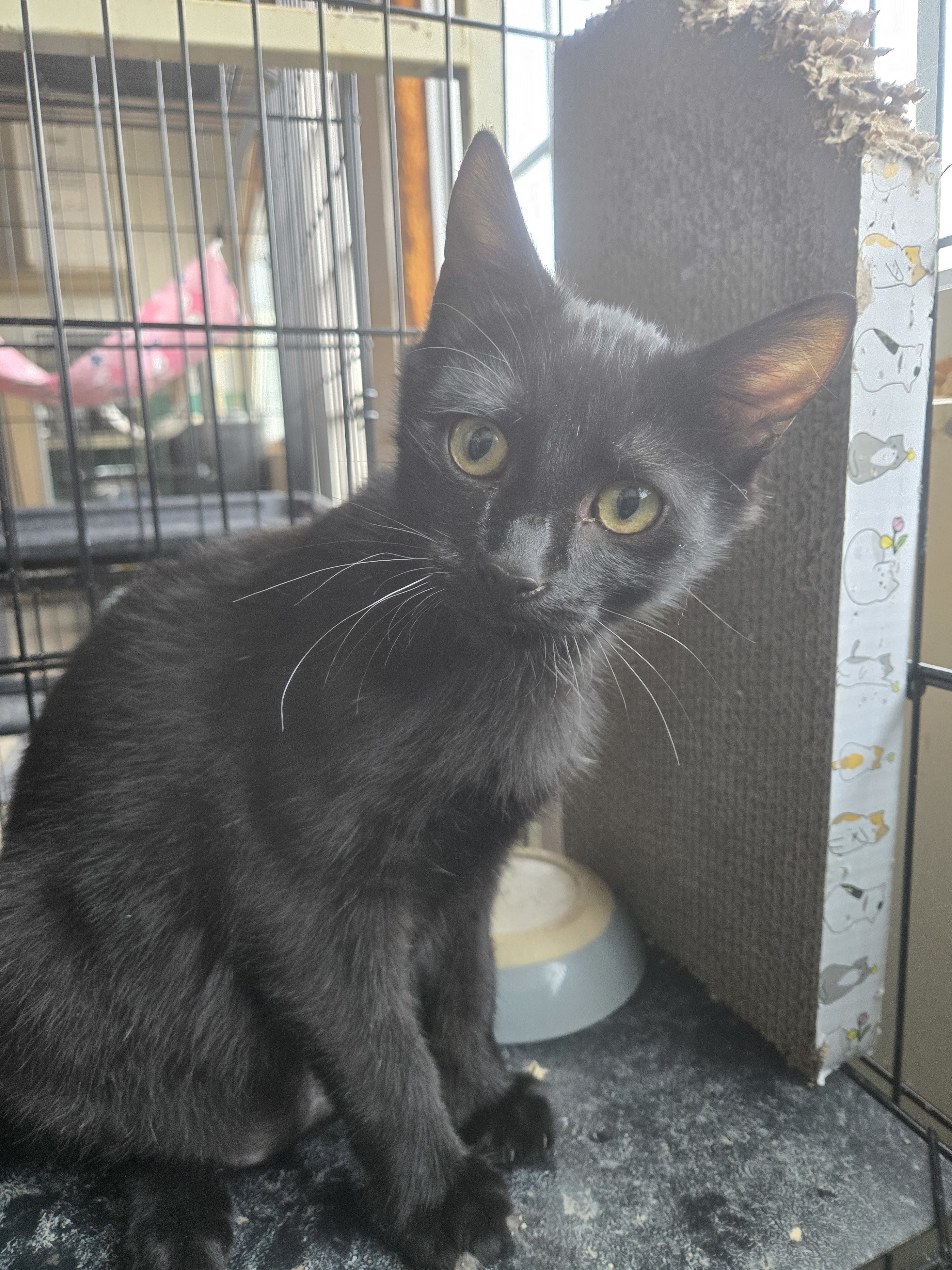 Kai, an adoptable Domestic Short Hair in Reeseville, WI, 53579 | Photo Image 4