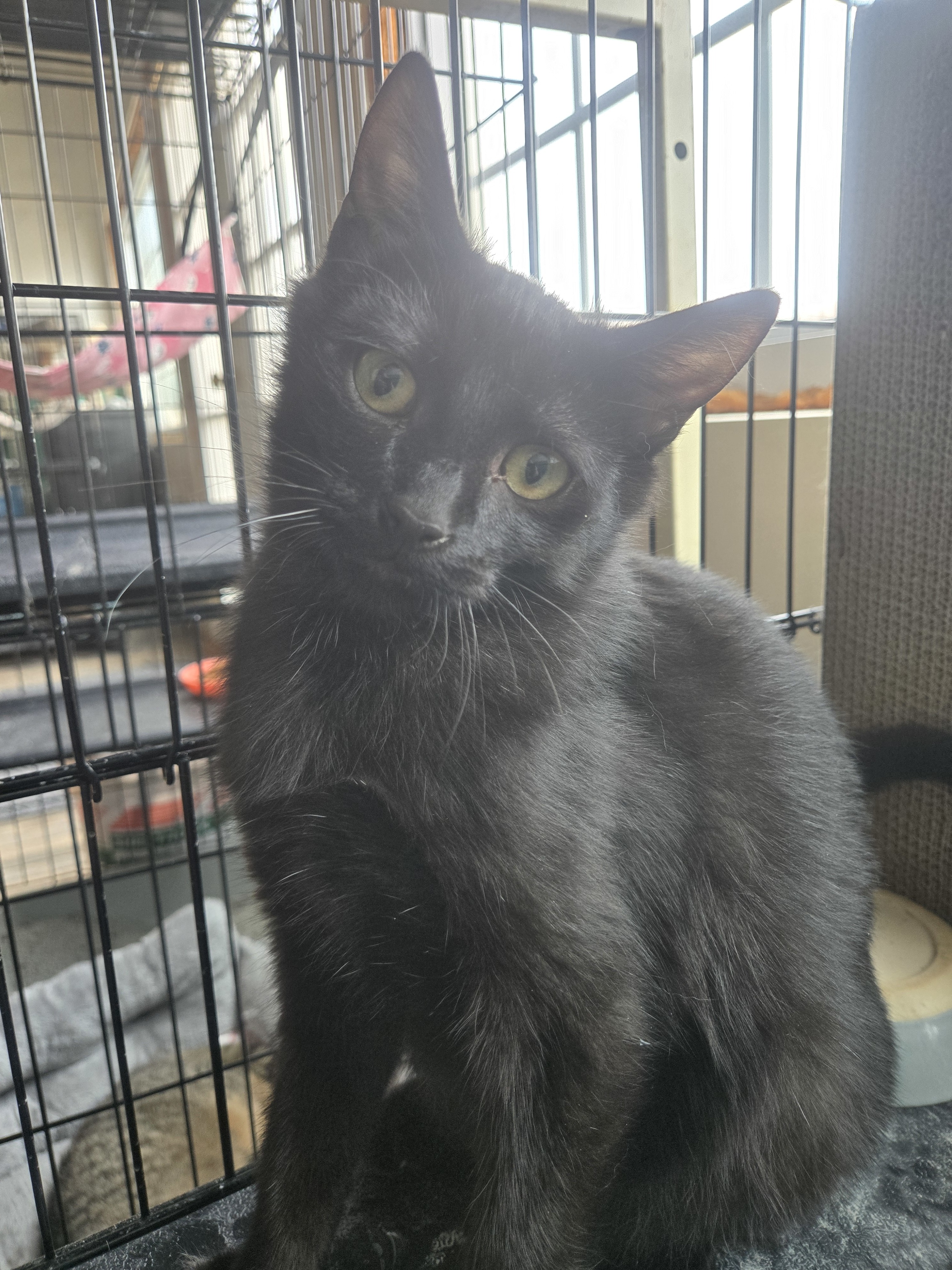 Kai, an adoptable Domestic Short Hair in Reeseville, WI, 53579 | Photo Image 5