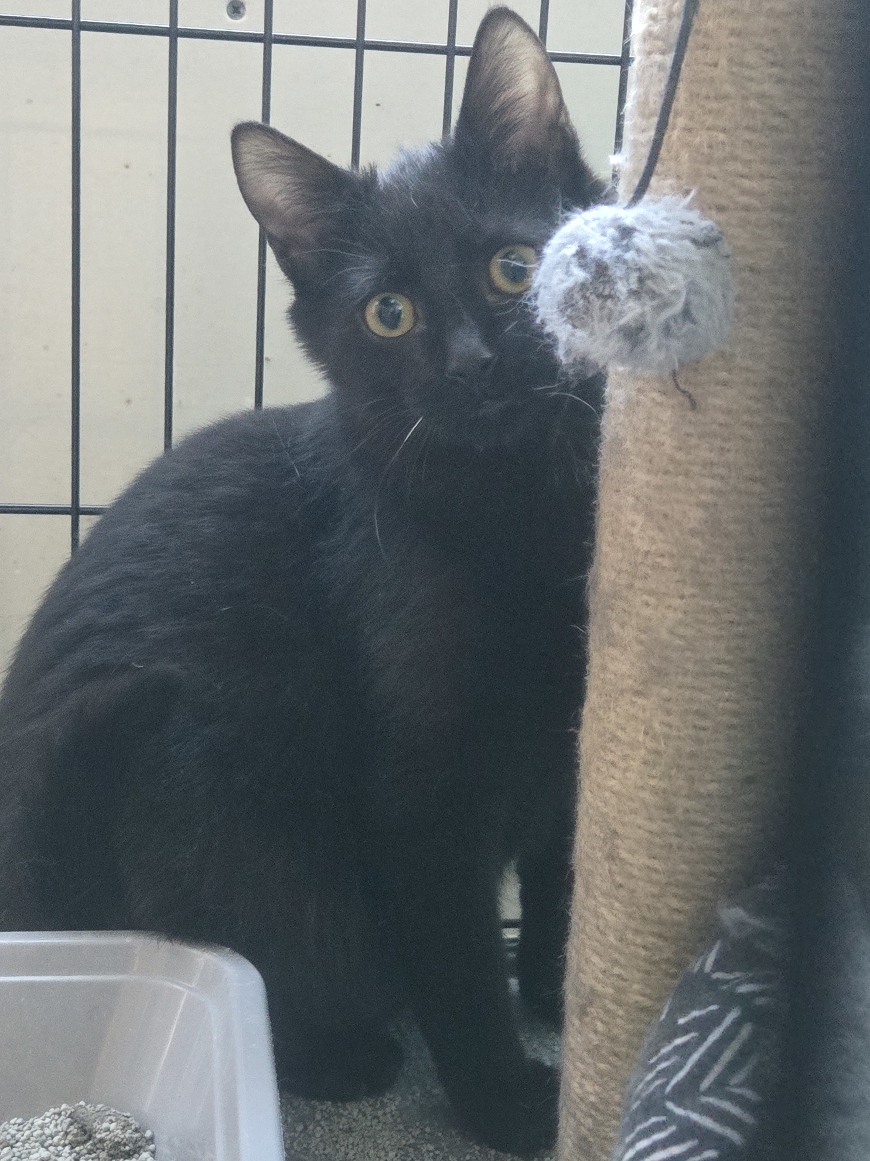 Kai, an adoptable Domestic Short Hair in Reeseville, WI, 53579 | Photo Image 6