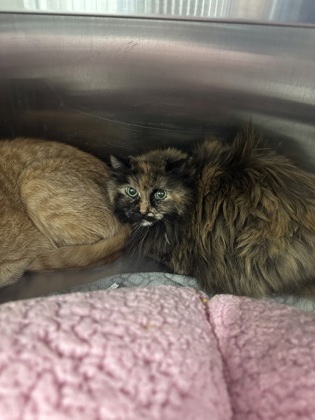 Harriet, an adoptable Domestic Long Hair, Domestic Short Hair in Rhinelander, WI, 54501 | Photo Image 1
