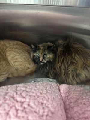 Harriet, Senior Female Domestic Long Hair