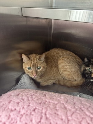 Sonny, an adoptable Domestic Short Hair in Rhinelander, WI, 54501 | Photo Image 1